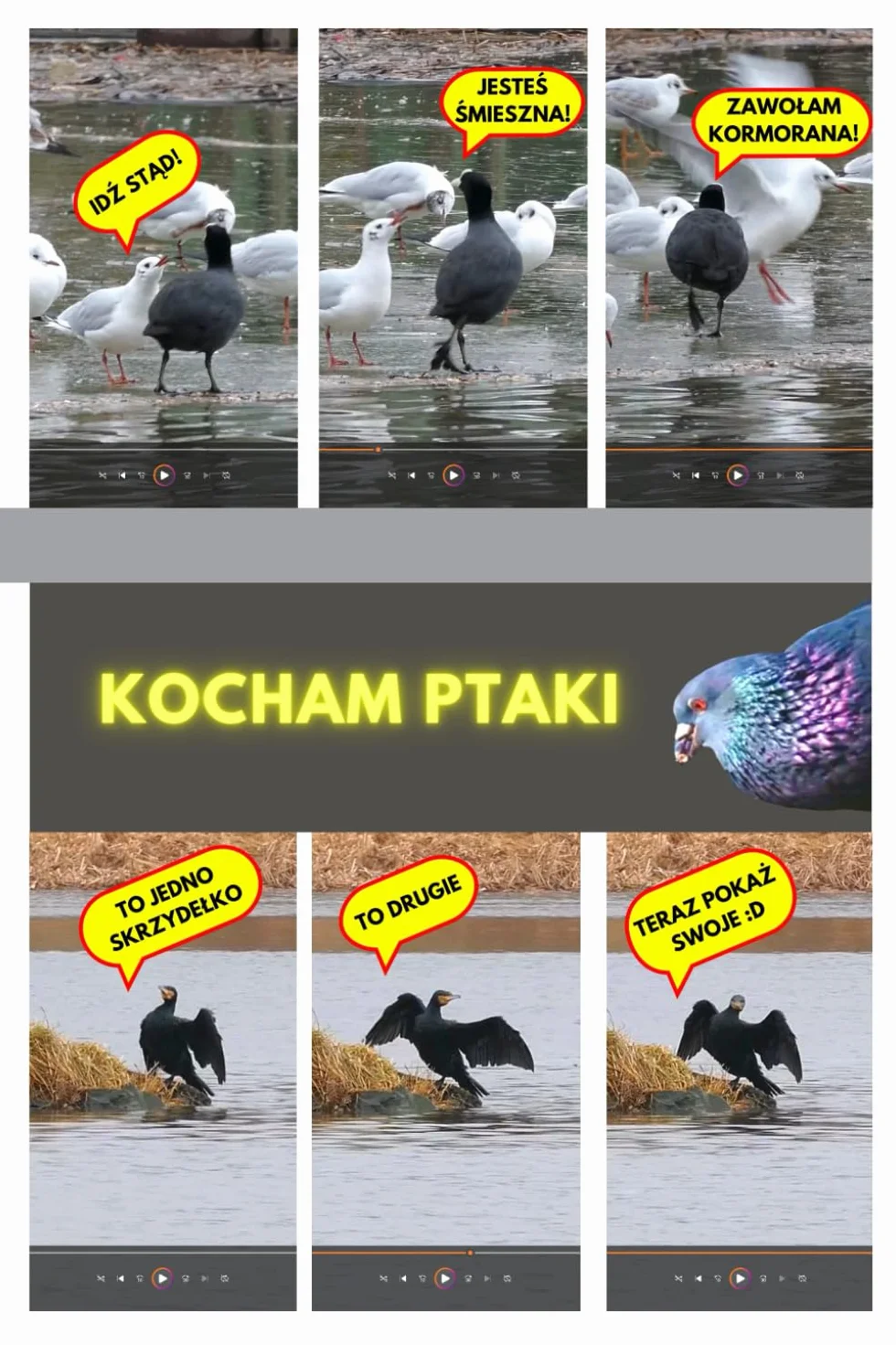 KOCHAM PTAKI: Zeszyt w Kratkę