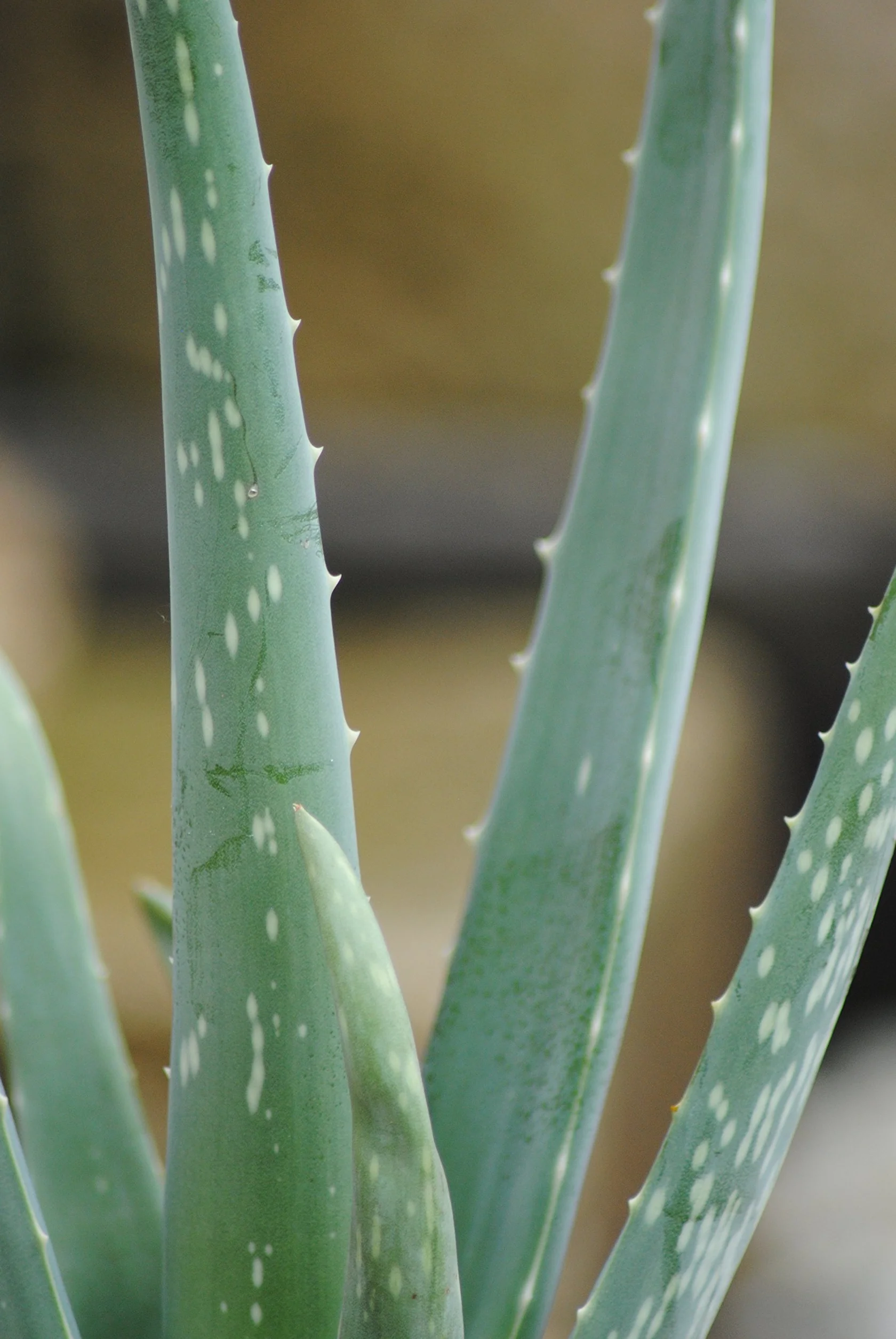 Prawdziwy aloes, doniczka 12 cm, wysokość całkowita ok. 40 cm (3 rośliny)
