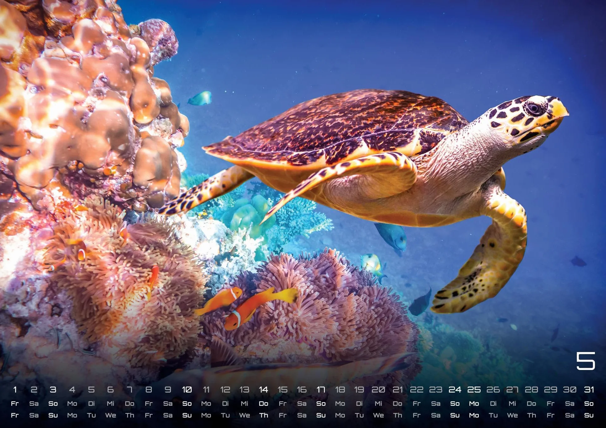 Sealife - verborgene Tiefen - 2026 - Kalender DIN A2: Der Wandkalender mit den schönsten Unterwasser-Motiven für das Jahr 2026 im extragroßen Format DIN A2 (ca. 60 x 42 cm)!