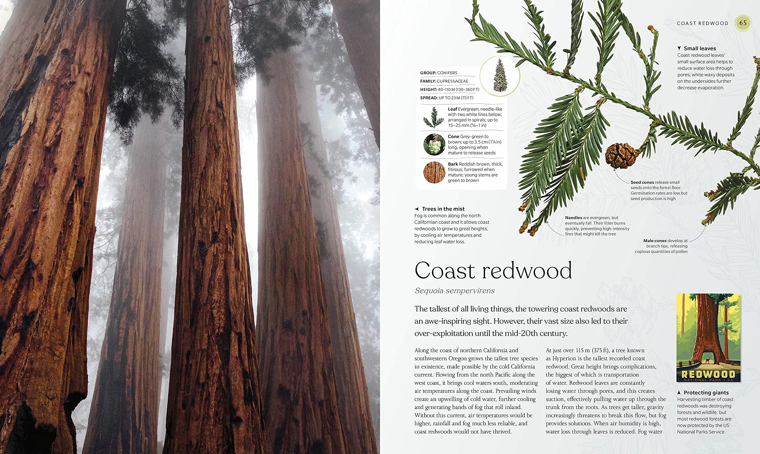 The Tree Book: The Stories, Science, and History of Trees