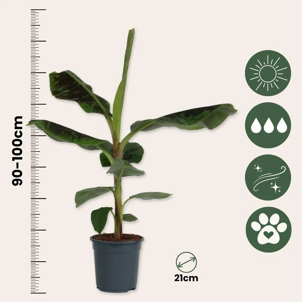Plant in a Box - Musa 'Darf Cavendish' - Bananowiec - Doniczka 21cm - Wysokość 90-100cm