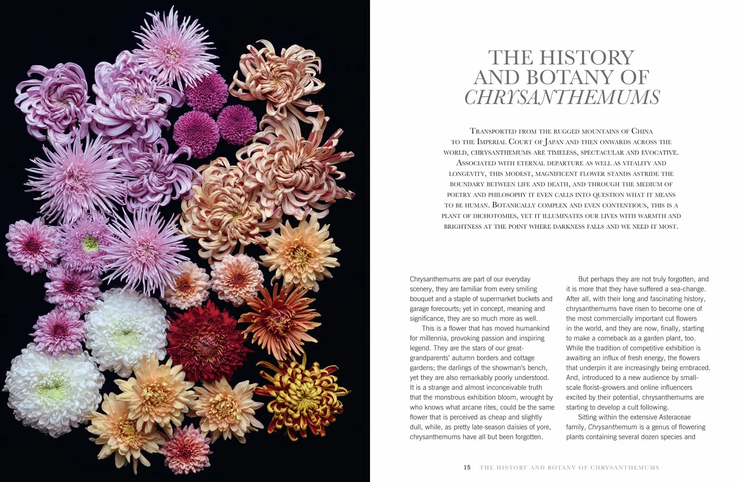 Chrysanthemums: The ultimate guide for growing and cutting flower varieties for the home and garden