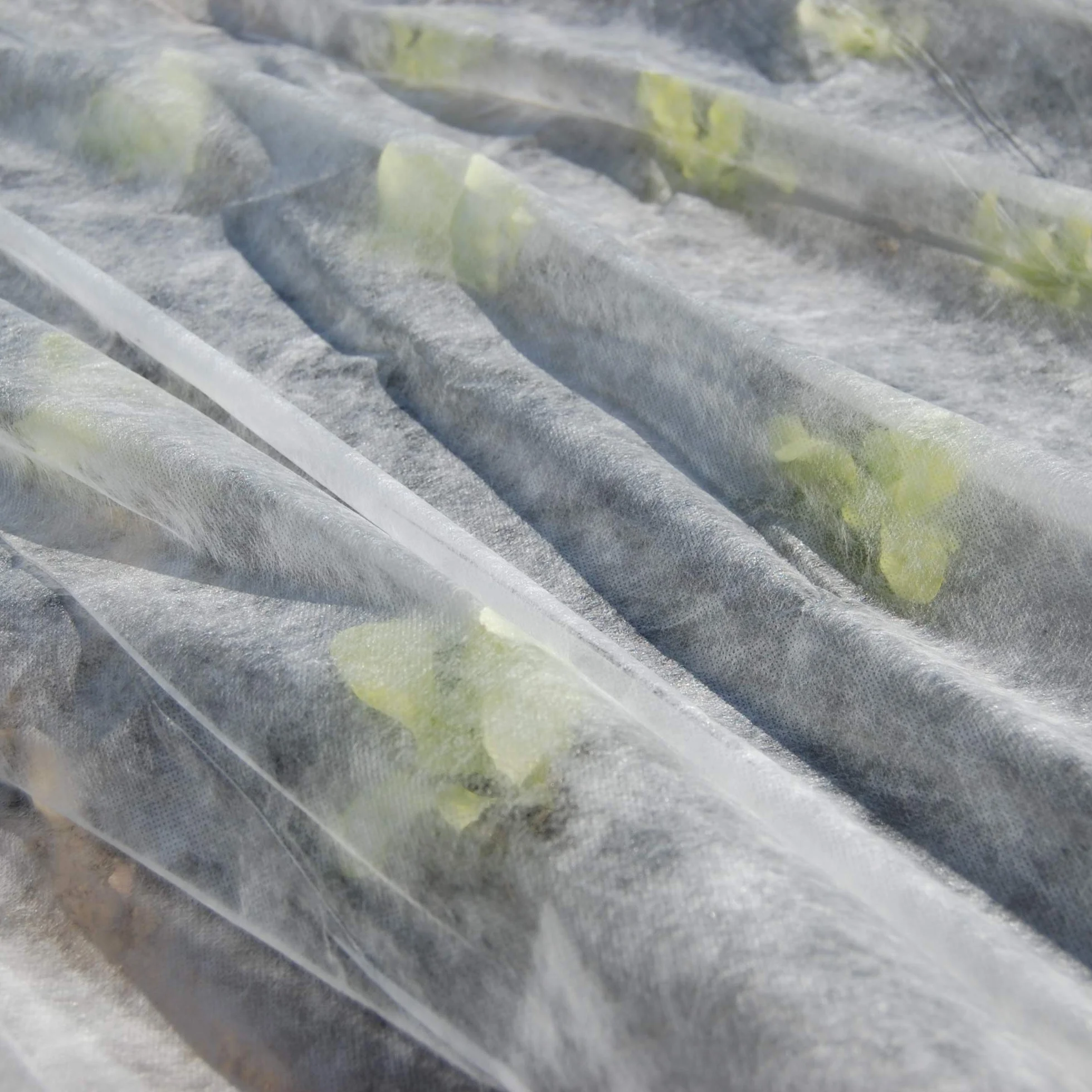 tenax Ortoclima Plus 2,40x5 m Biały, Ochronny welon do upraw, TNT Zima Heavy Włóknina dla roślin, Waga 30 g/m²
