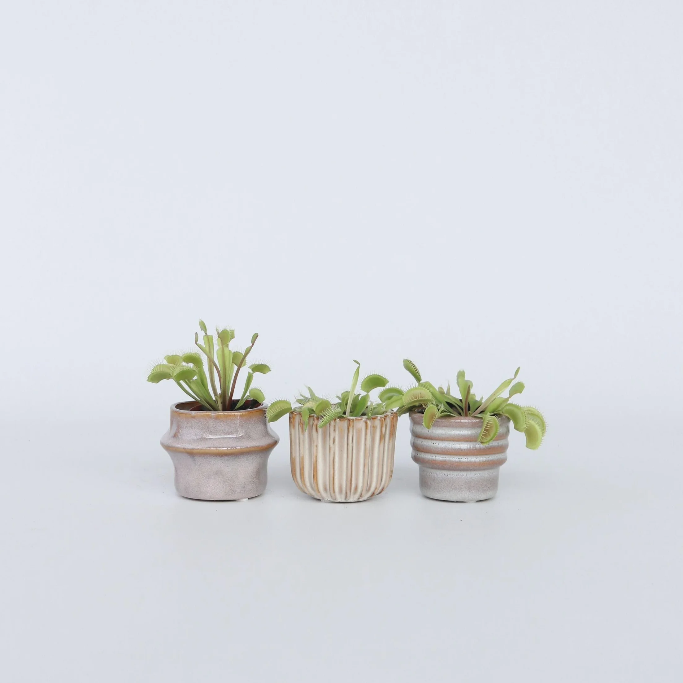 Plant in a Box - Muchołówka Amerykańska - Roślina mięsożerna - Dionea Muscipula - Zestaw 3 sztuk - Doniczka 5,5cm - Wysokość 5-10cm