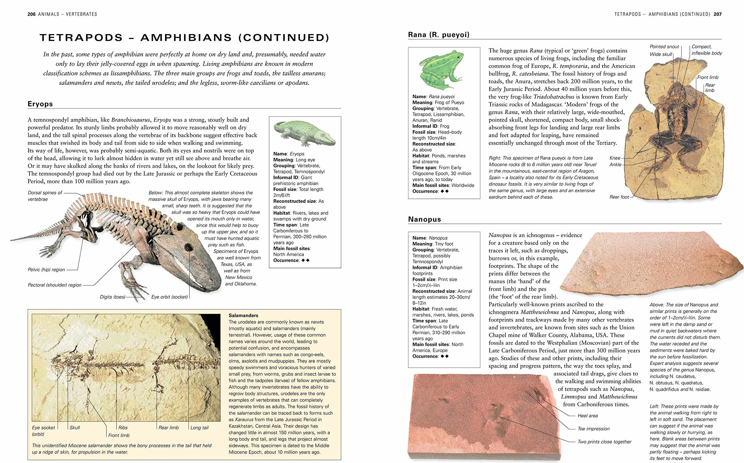 The Illustrated Guide to Fossils & Fossil Collecting: A Reference Guide to Over 375 Plant and Animal Fossils from Around the Globe and How to Identify Them, with Over 950 Photographs and Artworks