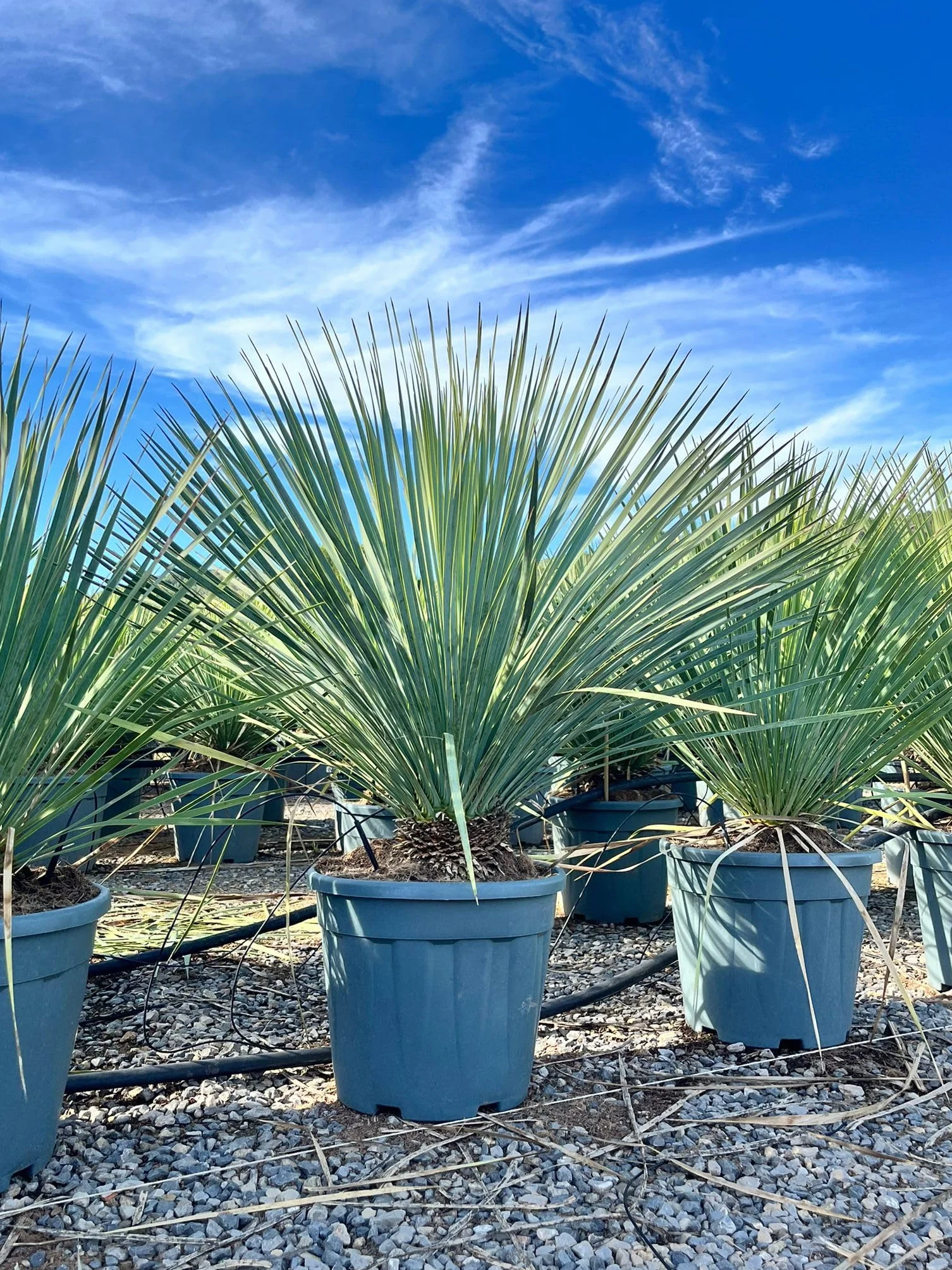 Sunny Tree - Yucca Rostrata Blue - Palmlellie – 100 cm - Roślina odporna na temperaturę do -20°C - idealna do ogrodu i na taras