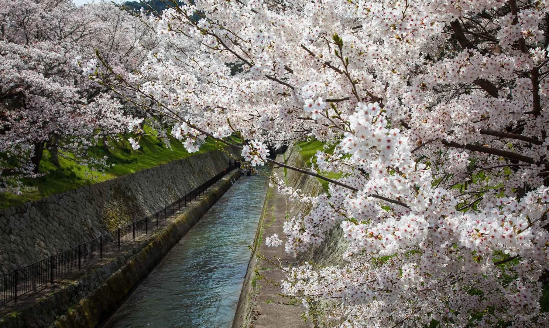 Japanese Gardens: A Journey