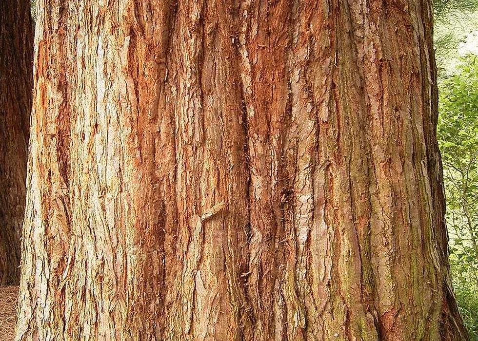 SAFLAX - Góra - Sekwoja - 50 Nasiona - Sequoiadendron gigantea