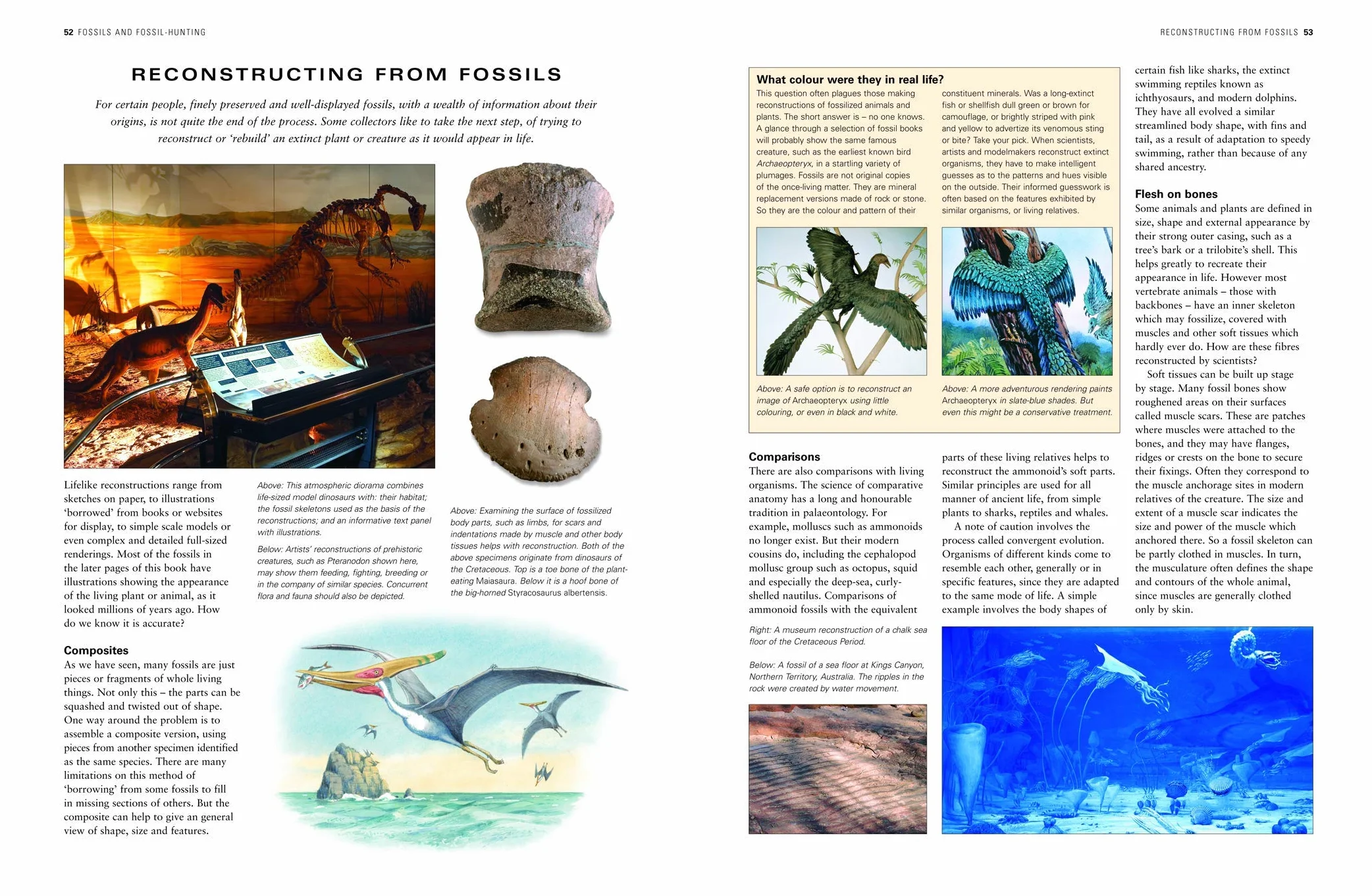 The Illustrated Guide to Fossils & Fossil Collecting: A Reference Guide to Over 375 Plant and Animal Fossils from Around the Globe and How to Identify Them, with Over 950 Photographs and Artworks