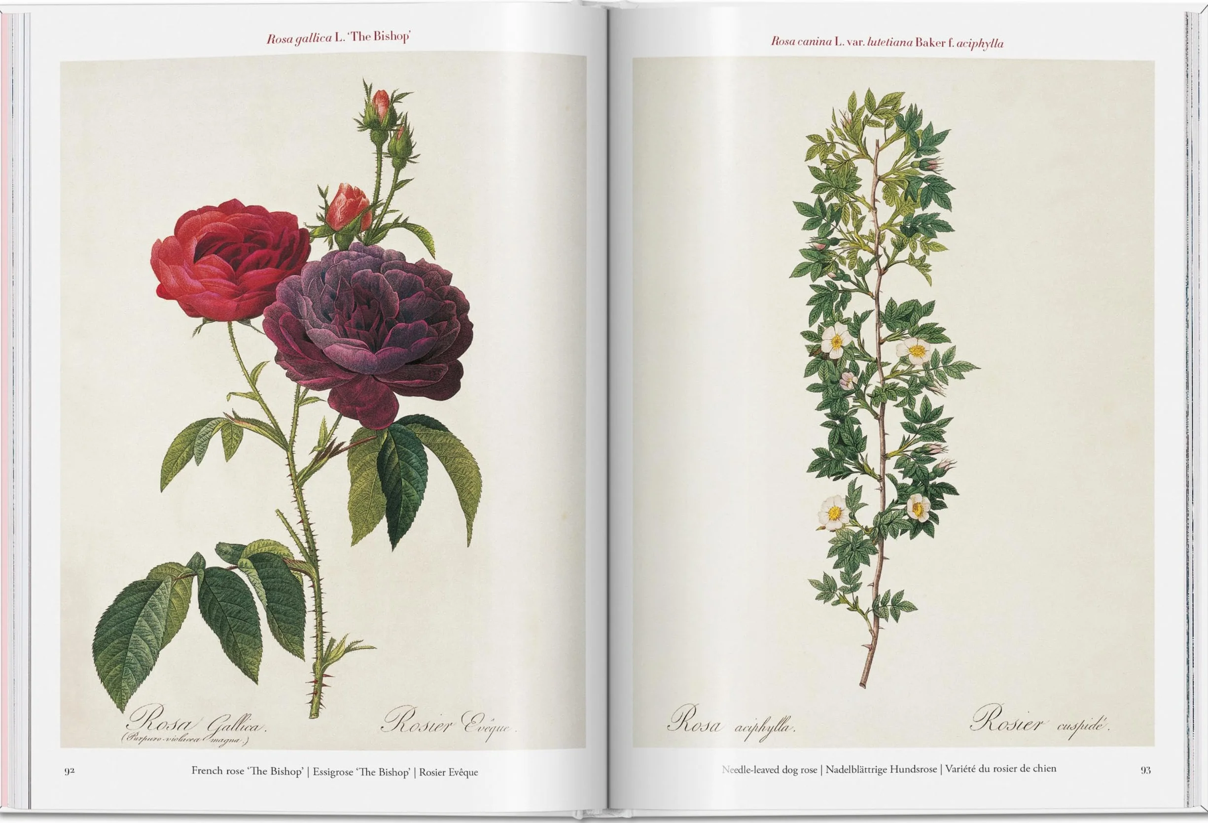 Roses: The Complete Plates 1817-1824