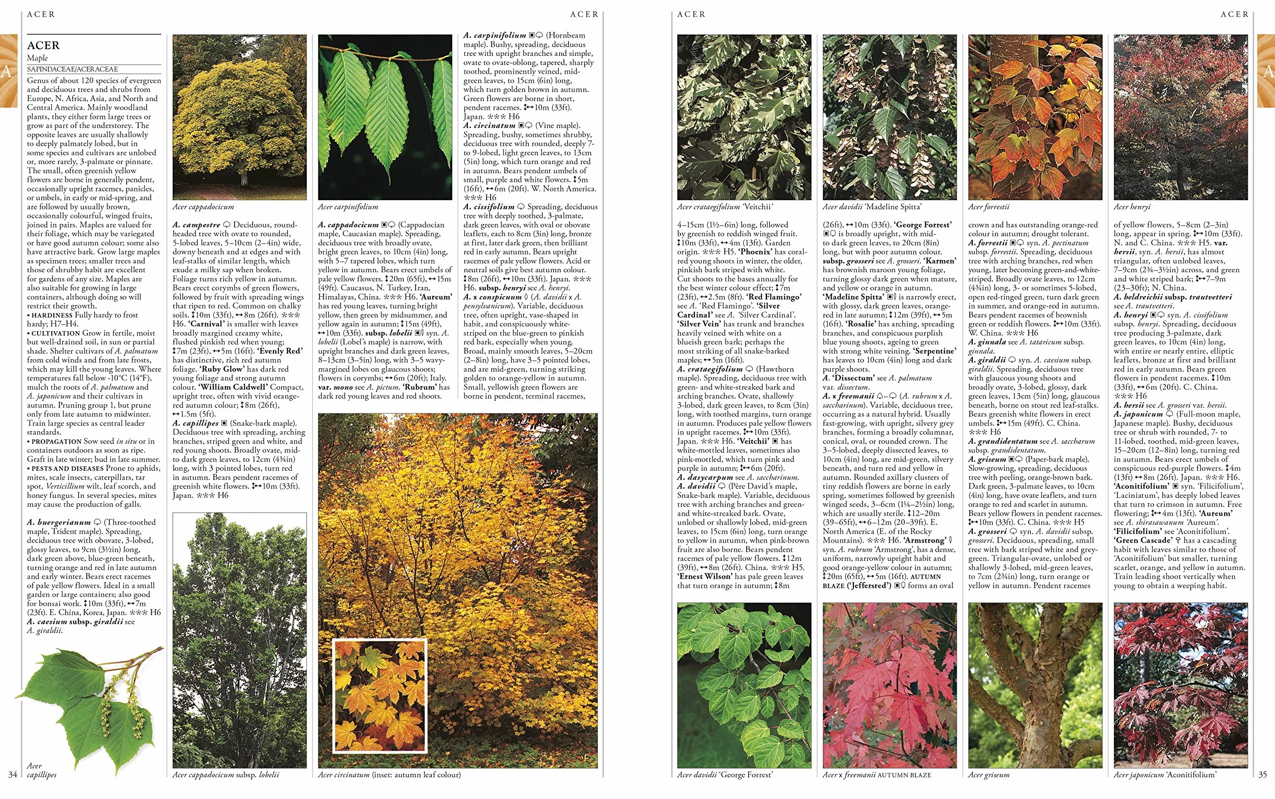 RHS A-Z Encyclopedia of Garden Plants 4th edition: (New Edition)