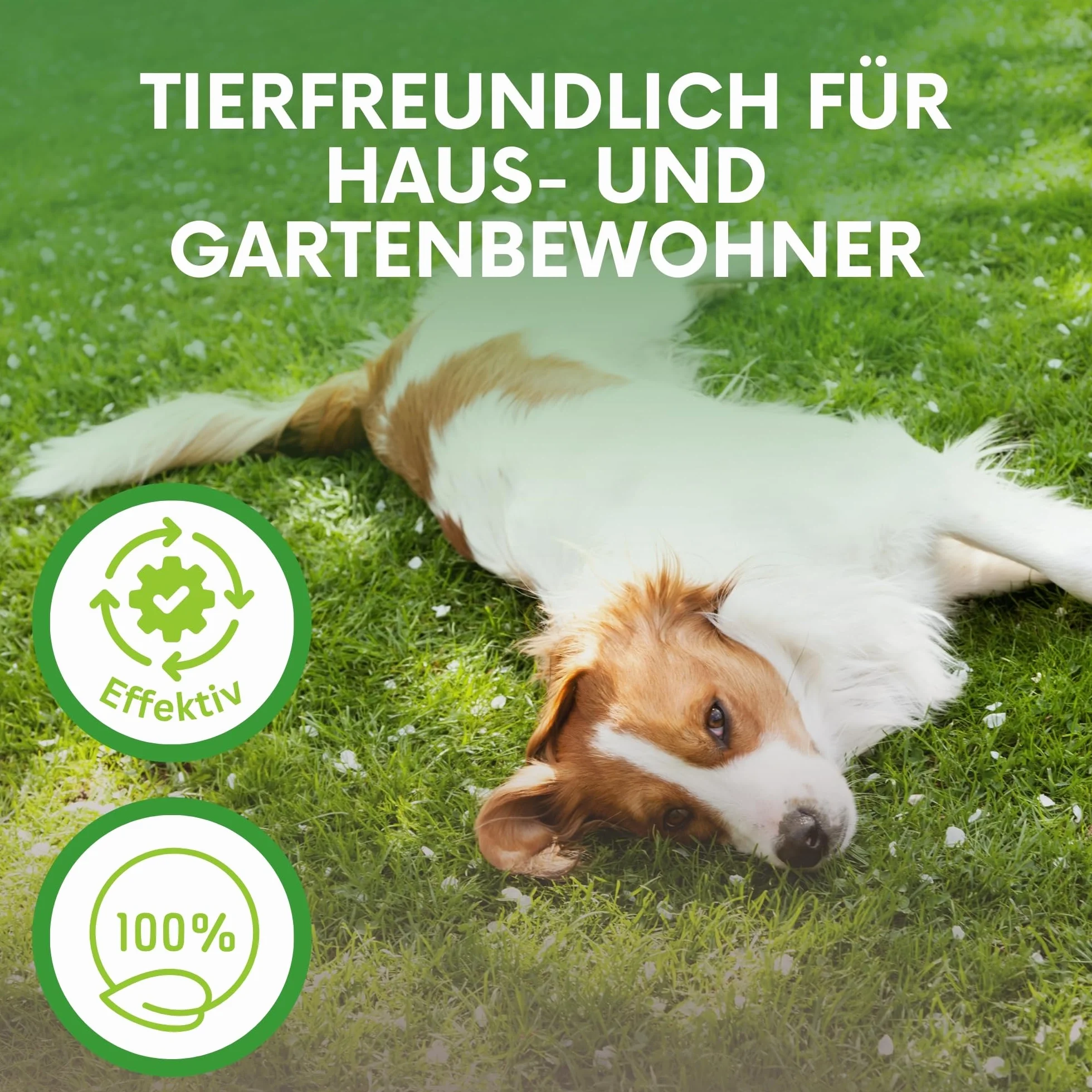 SF Nicienie przeciwko ziemiórek i innym larwom 10 mln/20 m² idealne do stosowania na roślinach doniczkowych, konopiach indyjskich, roślinach warzywnych