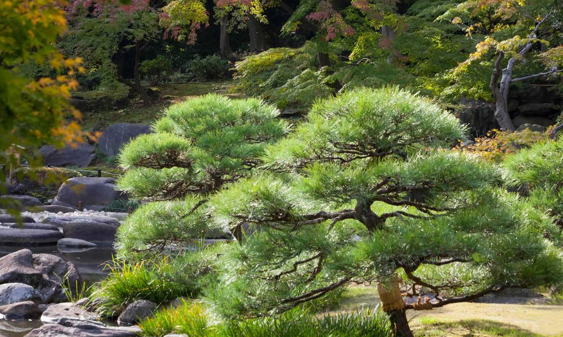 Japanese Gardens: A Journey