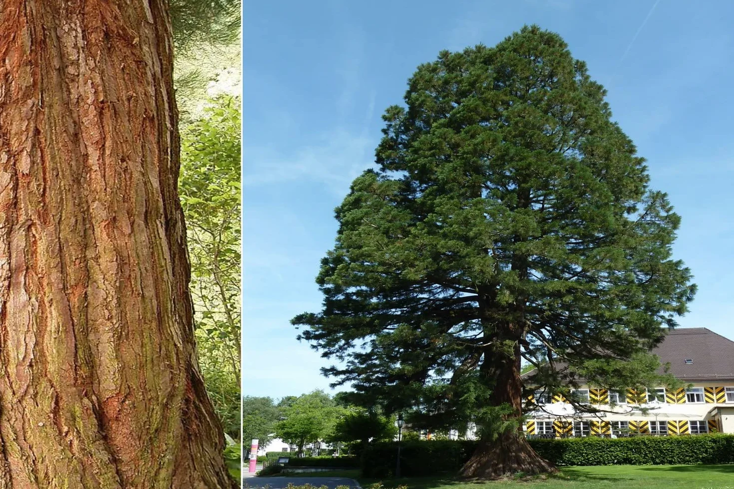 SAFLAX - Góra - Sekwoja - 50 Nasiona - Sequoiadendron gigantea