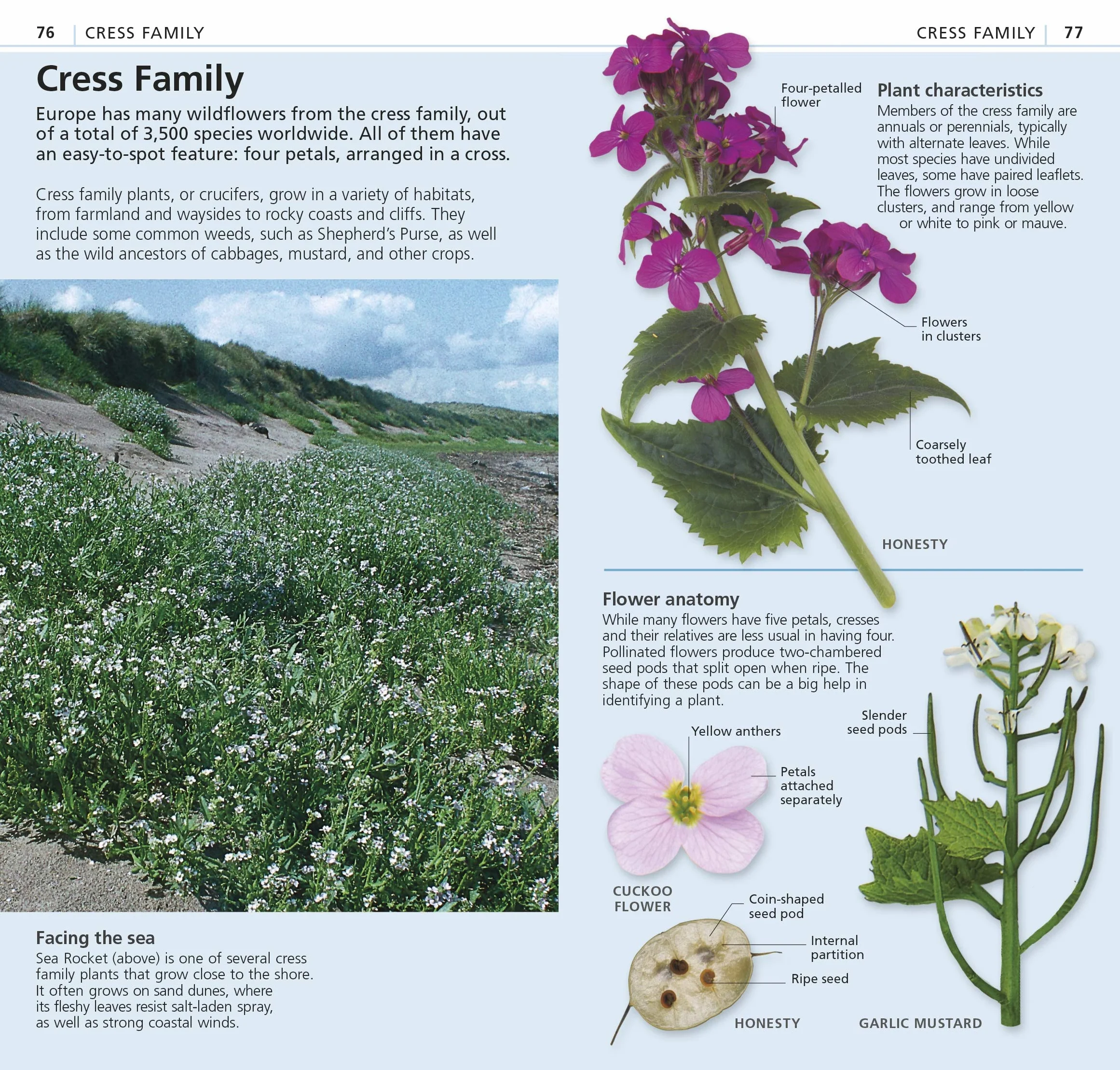 What's that Flower?: The Simplest ID Guide Ever