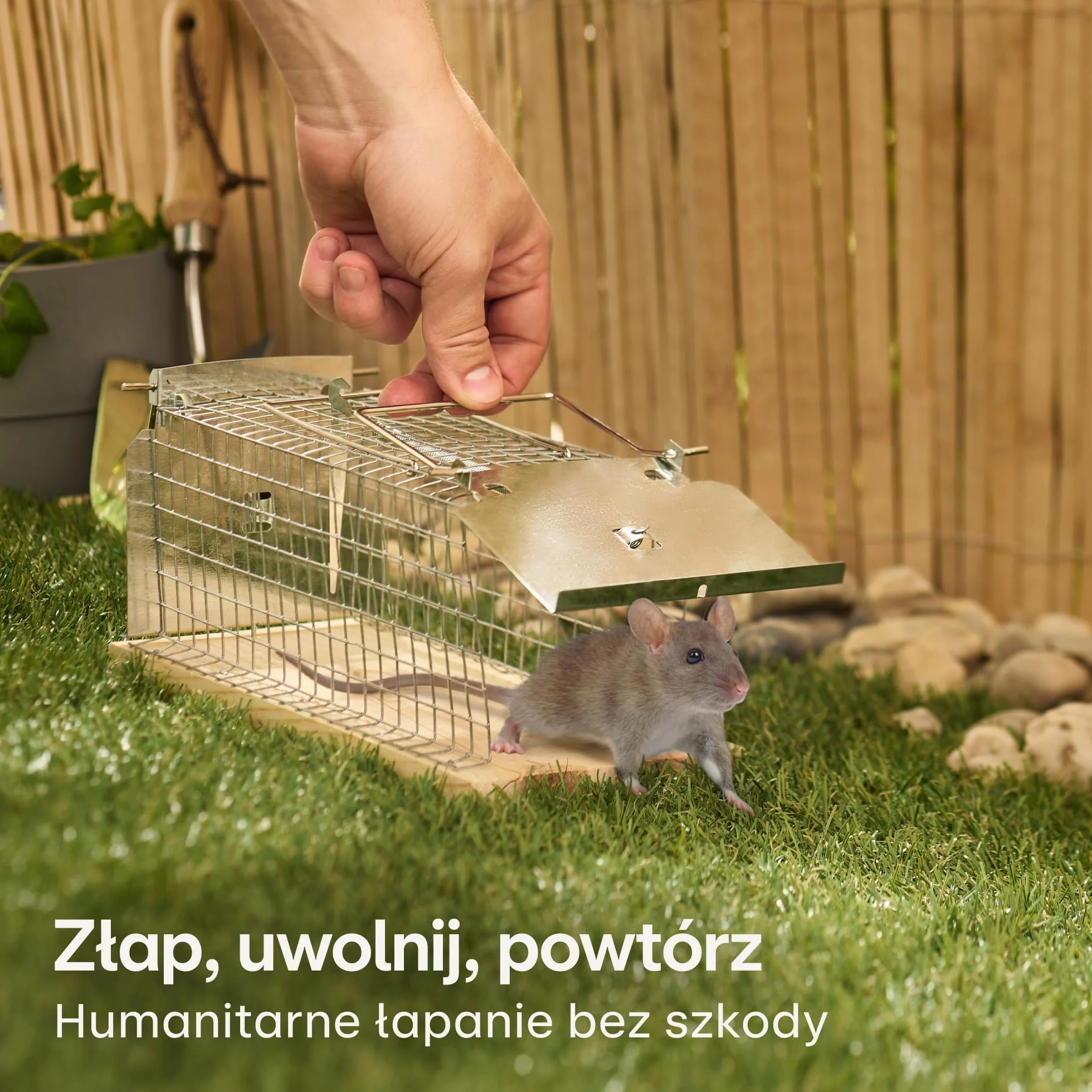 Pułapka Na Szczury Duża 30 cm - Przyjazna Dla Zwierząt i Wielokrotnego Użytku - Gotowa Do Użycia - Na Szczury i Norniki