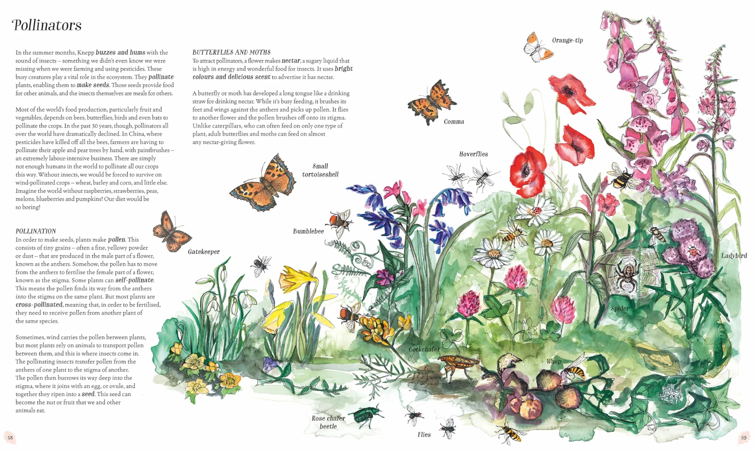 Wilding: How to Bring Wildlife Back - The New Illustrated Guide