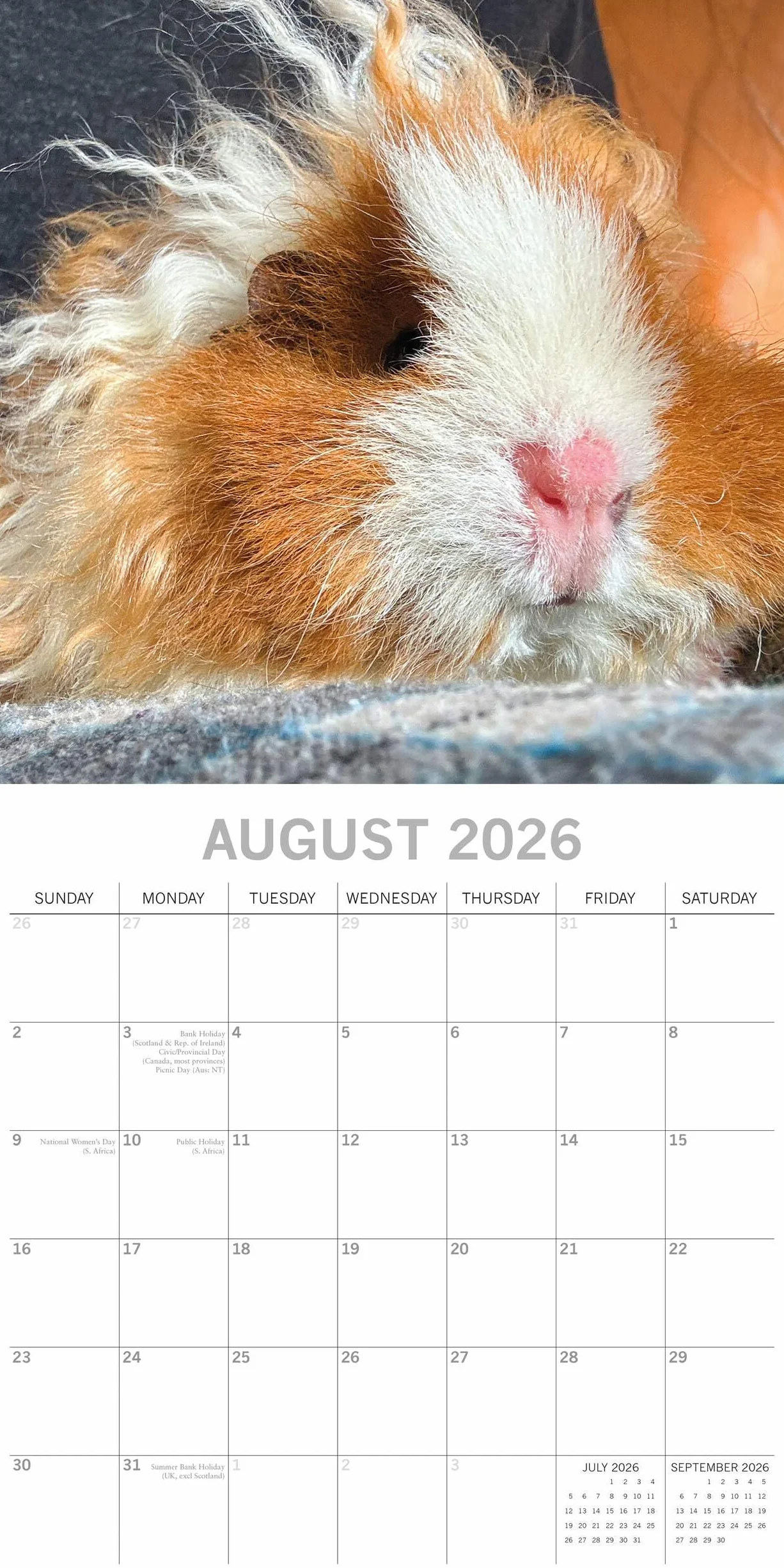 Guinea Pigs – Meerschweinchen 2026 – 16-Monatskalender: Original Gifted Stationery-Kalender [Mehrsprachig] [Kalender]