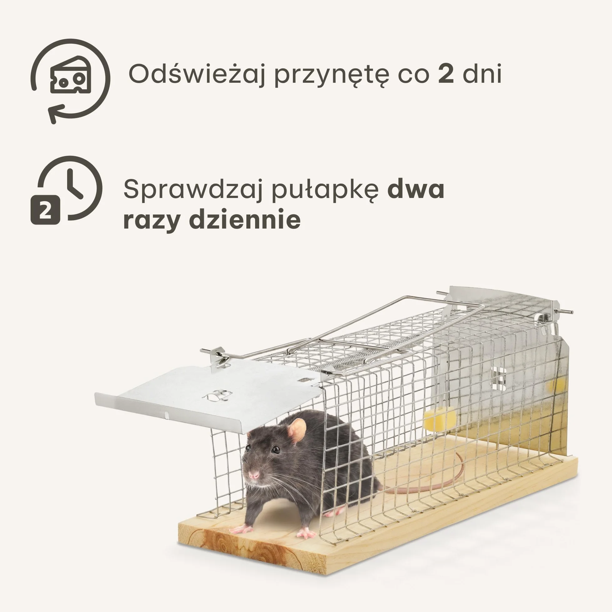 Pułapka Na Szczury Duża 30 cm - Przyjazna Dla Zwierząt i Wielokrotnego Użytku - Gotowa Do Użycia - Na Szczury i Norniki