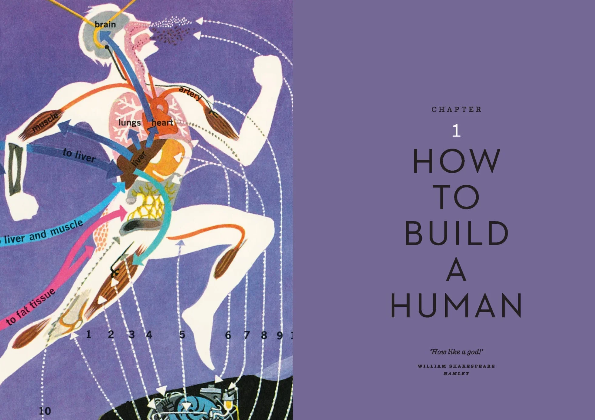 The Body Illustrated: A Guide for Occupants