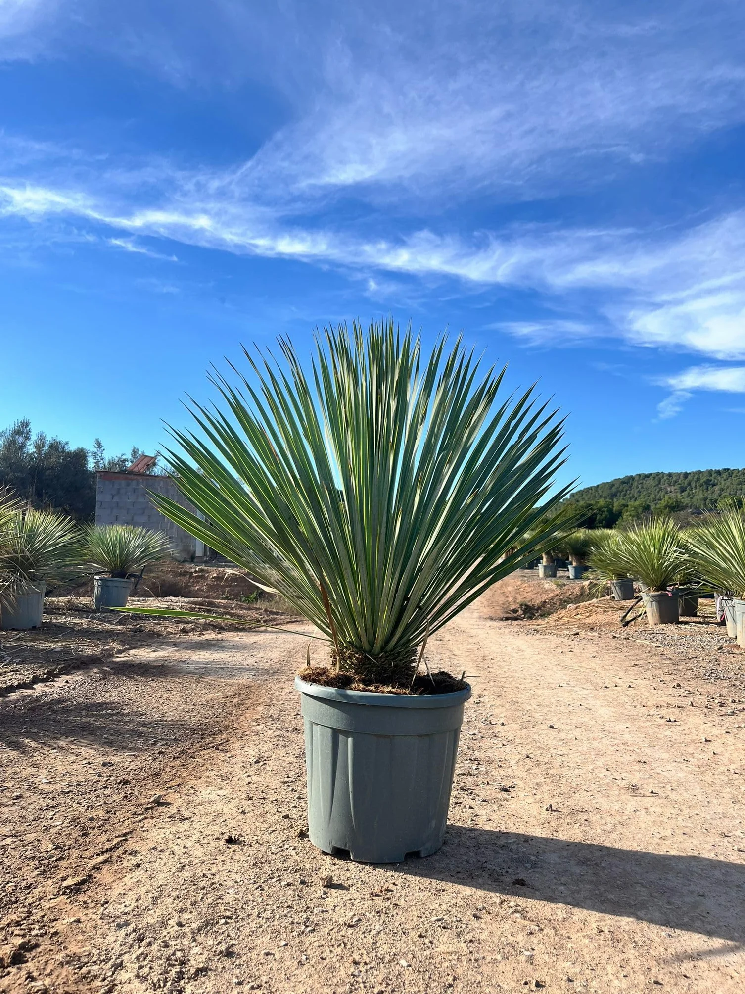 Sunny Tree - Yucca Rostrata Blue - Palmlellie – 100 cm - Roślina odporna na temperaturę do -20°C - idealna do ogrodu i na taras