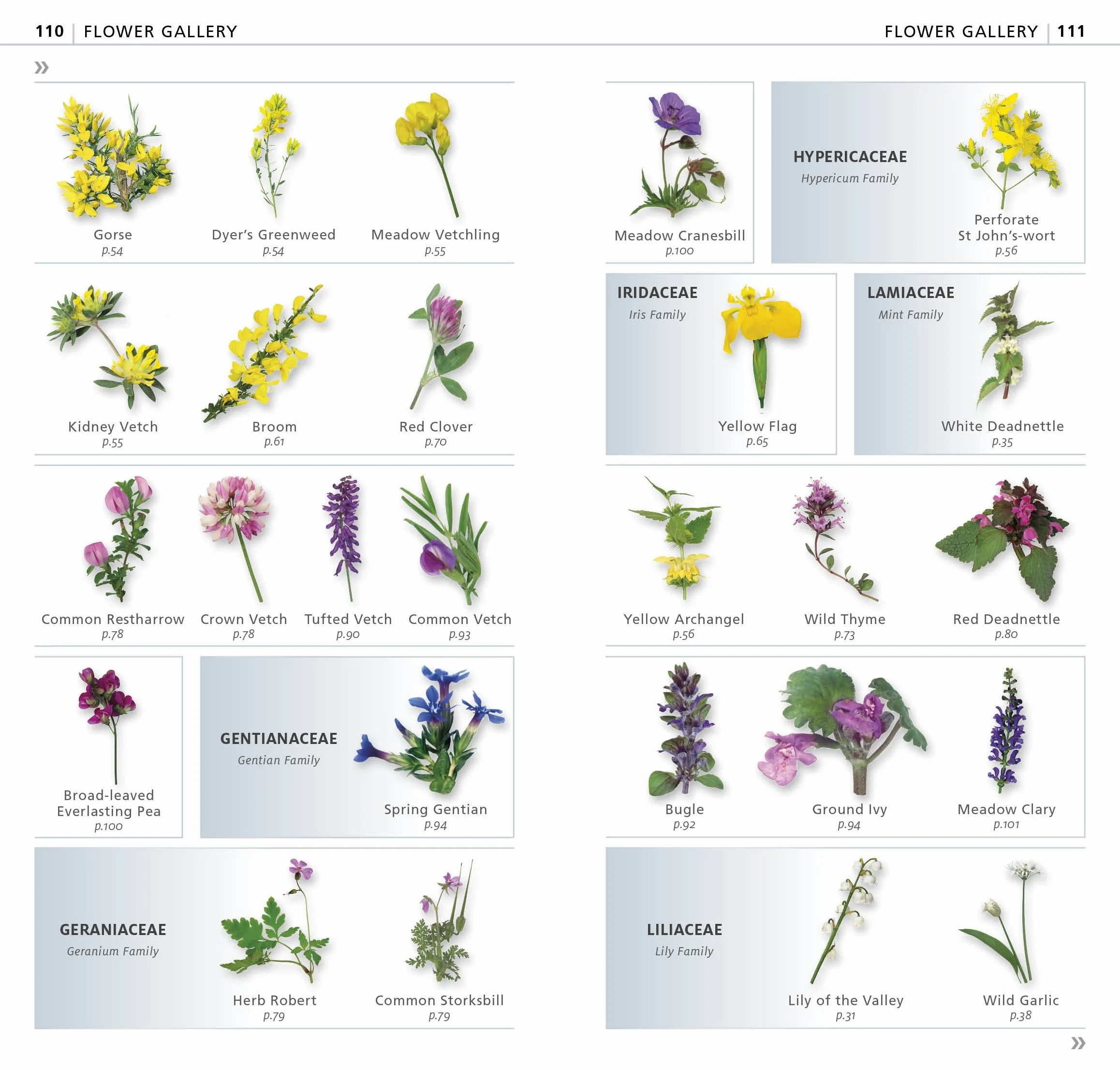 What's that Flower?: The Simplest ID Guide Ever
