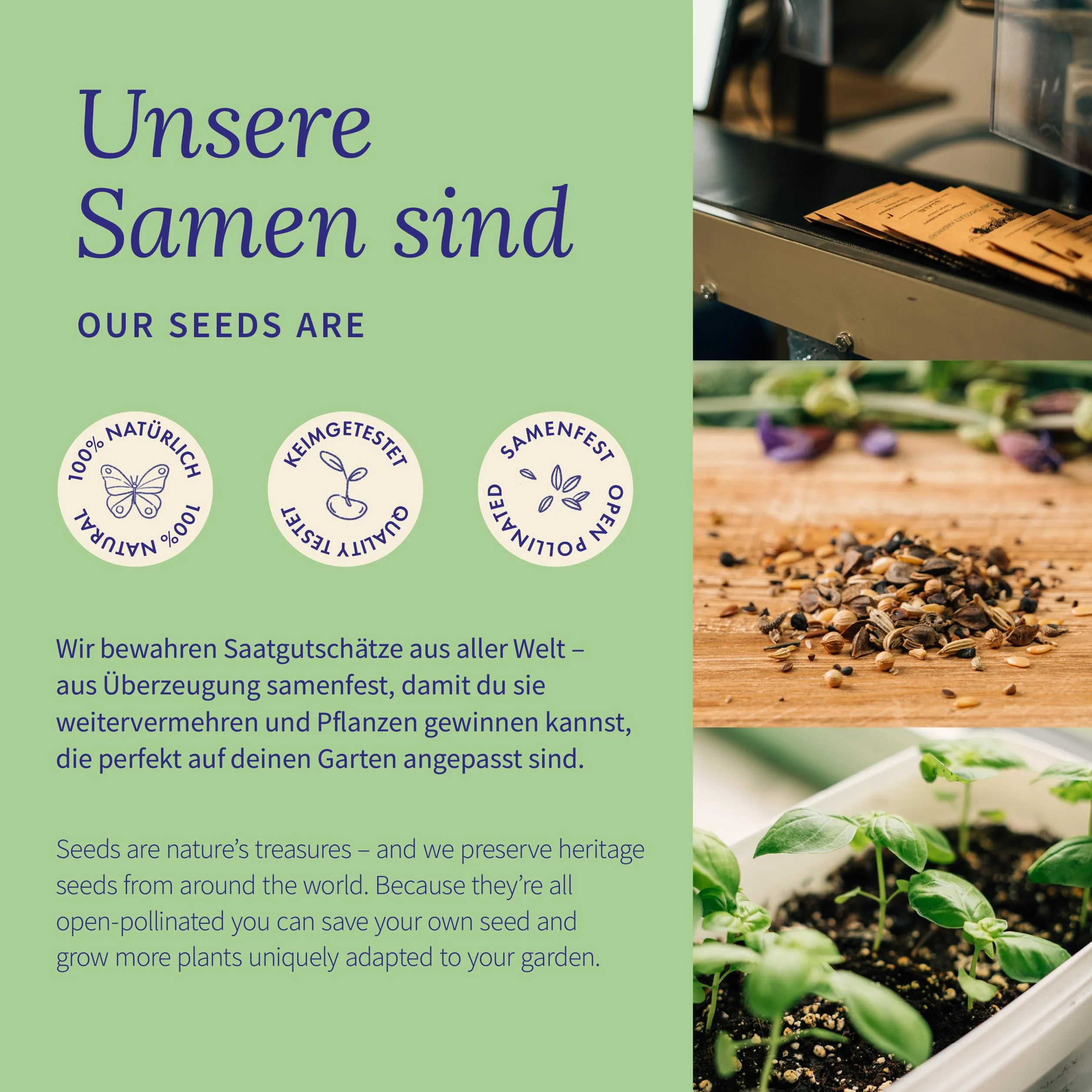 Magic Garden Seeds - Zestaw nasion do ogórków z 6 odmian: ogórki do konserw, ogórki sałatowe, koperek i cebula - chrupiąca różnorodność do łóżek, balkonu i kuchni - idealny do samodzielnego uprawiania