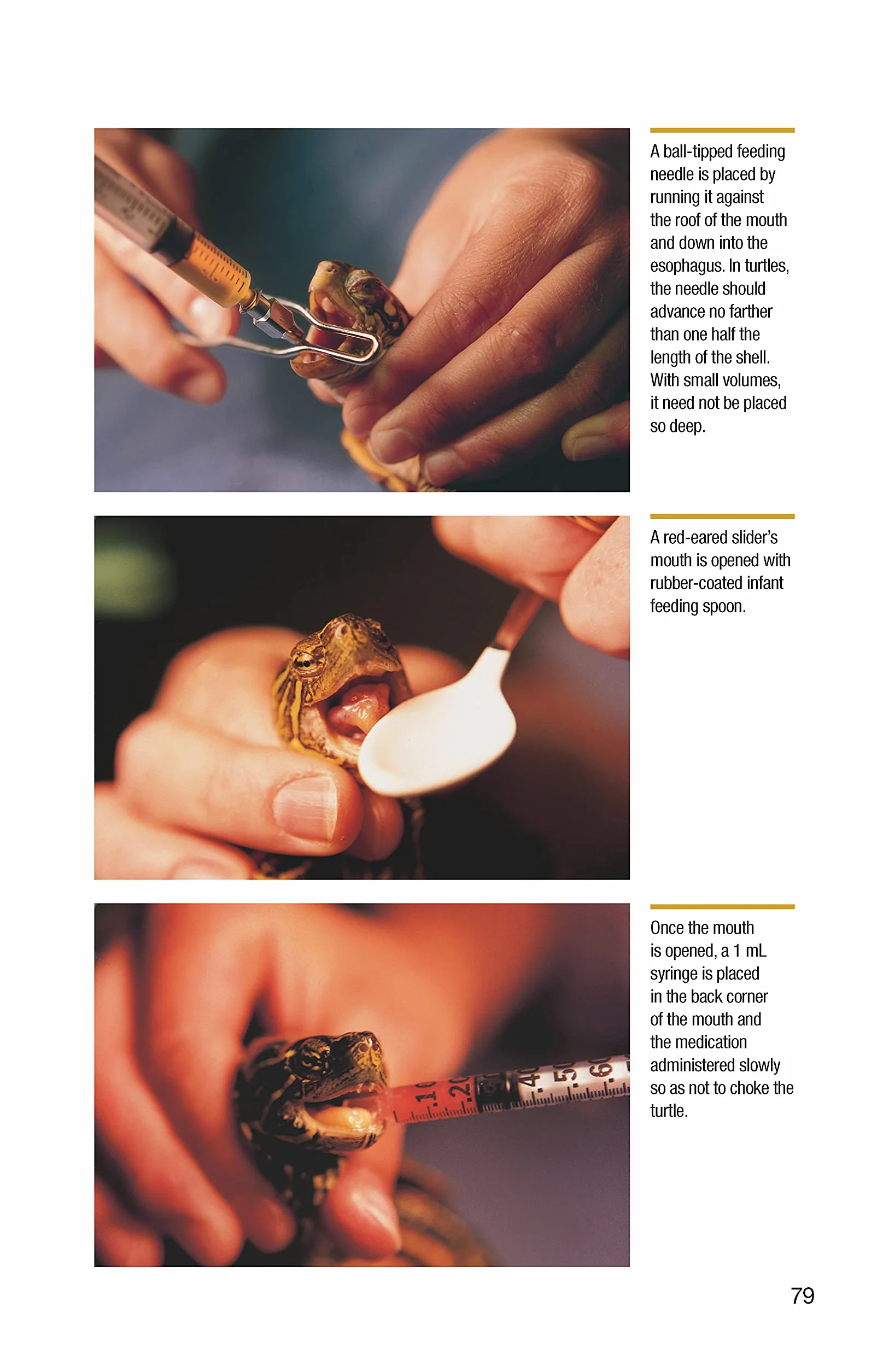 Reptile Parasites