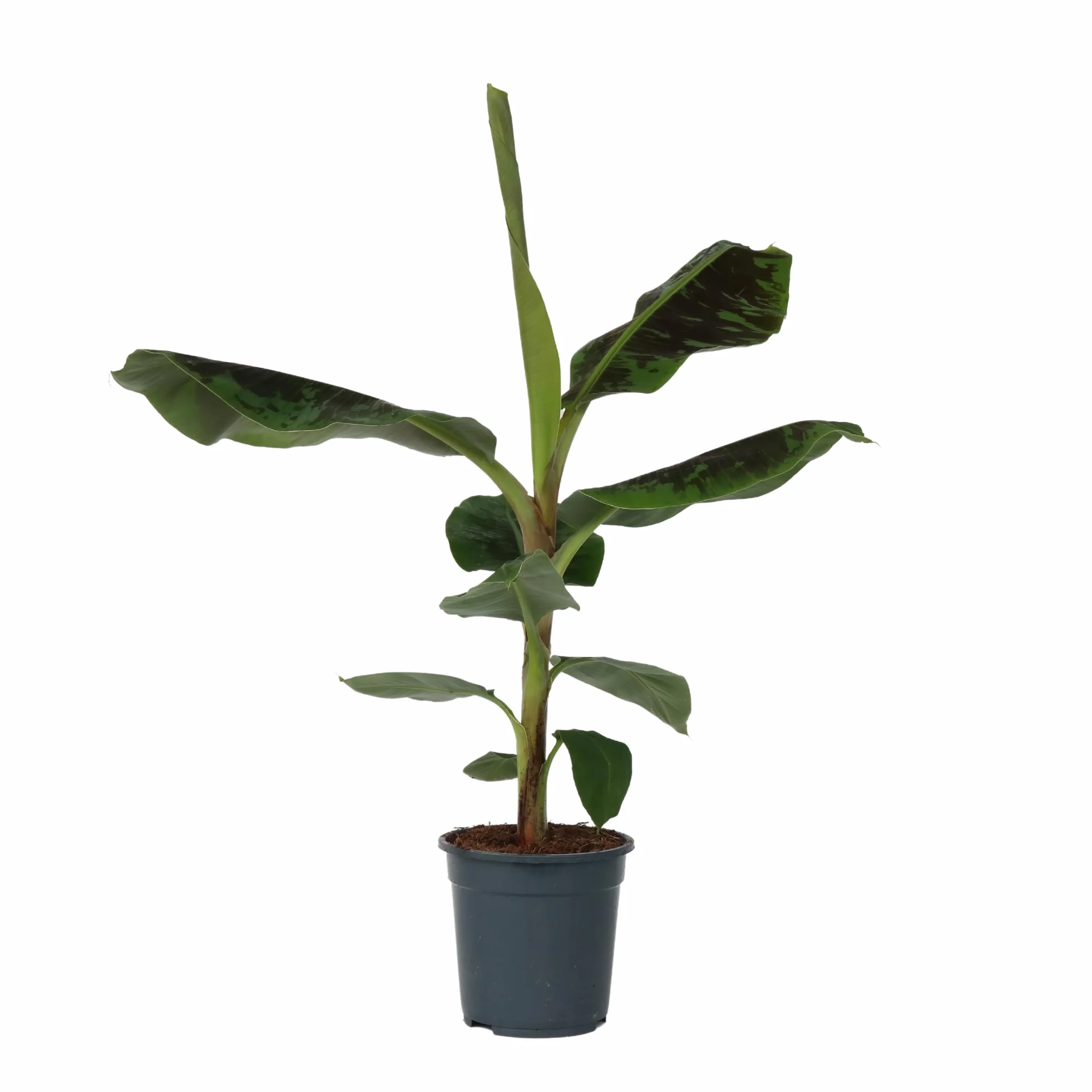 Plant in a Box - Musa 'Darf Cavendish' - Bananowiec - Doniczka 21cm - Wysokość 90-100cm