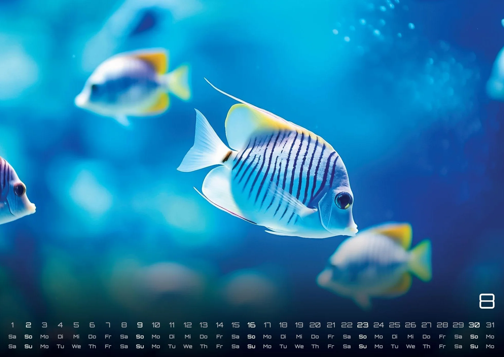 Sealife - verborgene Tiefen - 2026 - Kalender DIN A2: Der Wandkalender mit den schönsten Unterwasser-Motiven für das Jahr 2026 im extragroßen Format DIN A2 (ca. 60 x 42 cm)!