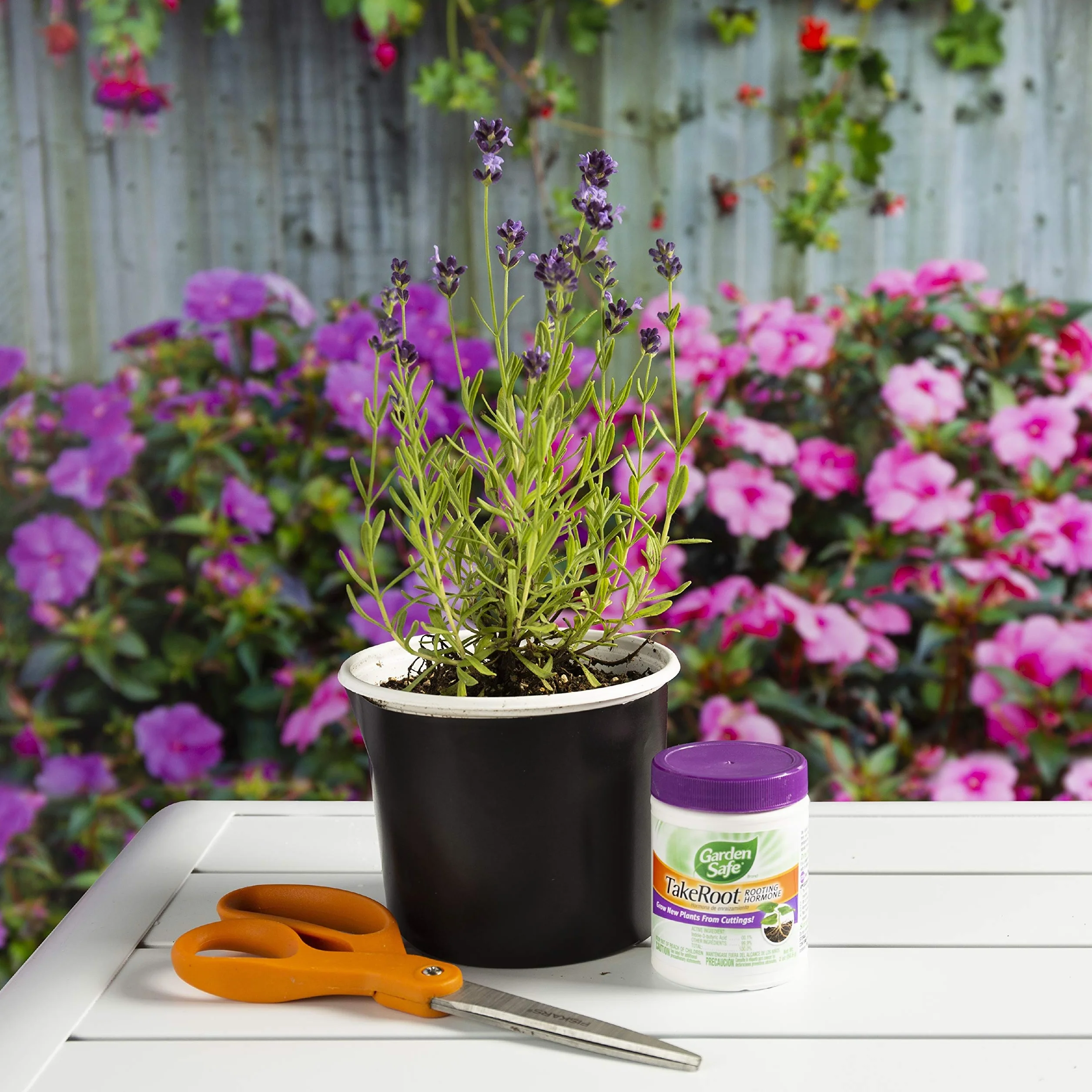 Garden Safe Weź ukorzenienie hormonu, wspomaga ukorzenienie, wyhodowanie nowych roślin z sadzonek, 59 g