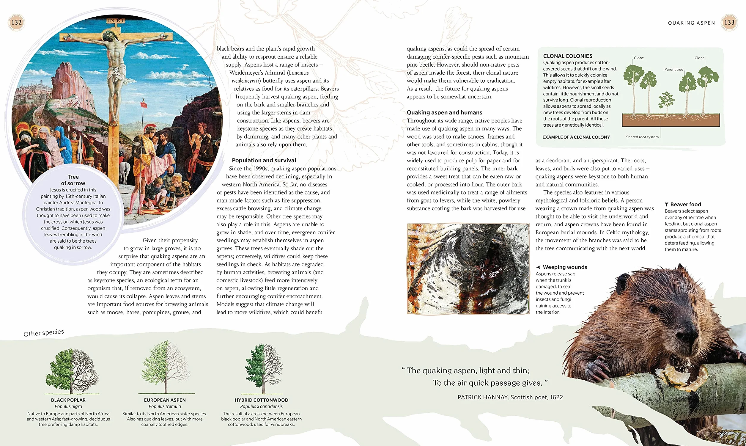 The Tree Book: The Stories, Science, and History of Trees