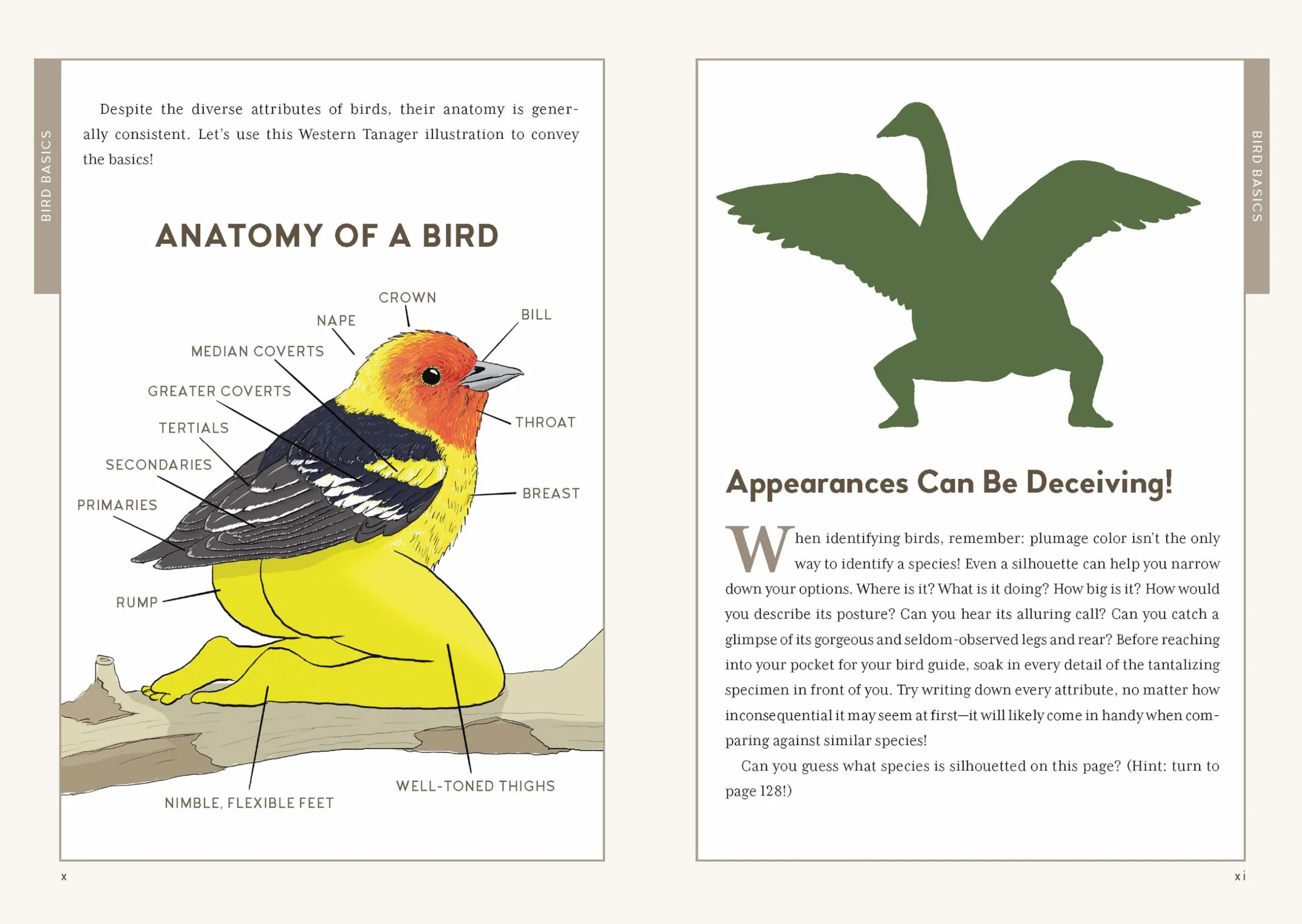 Extremely Accurate Birds: An Anatomically Precise Field Guide to Common Backyard Birds of North America