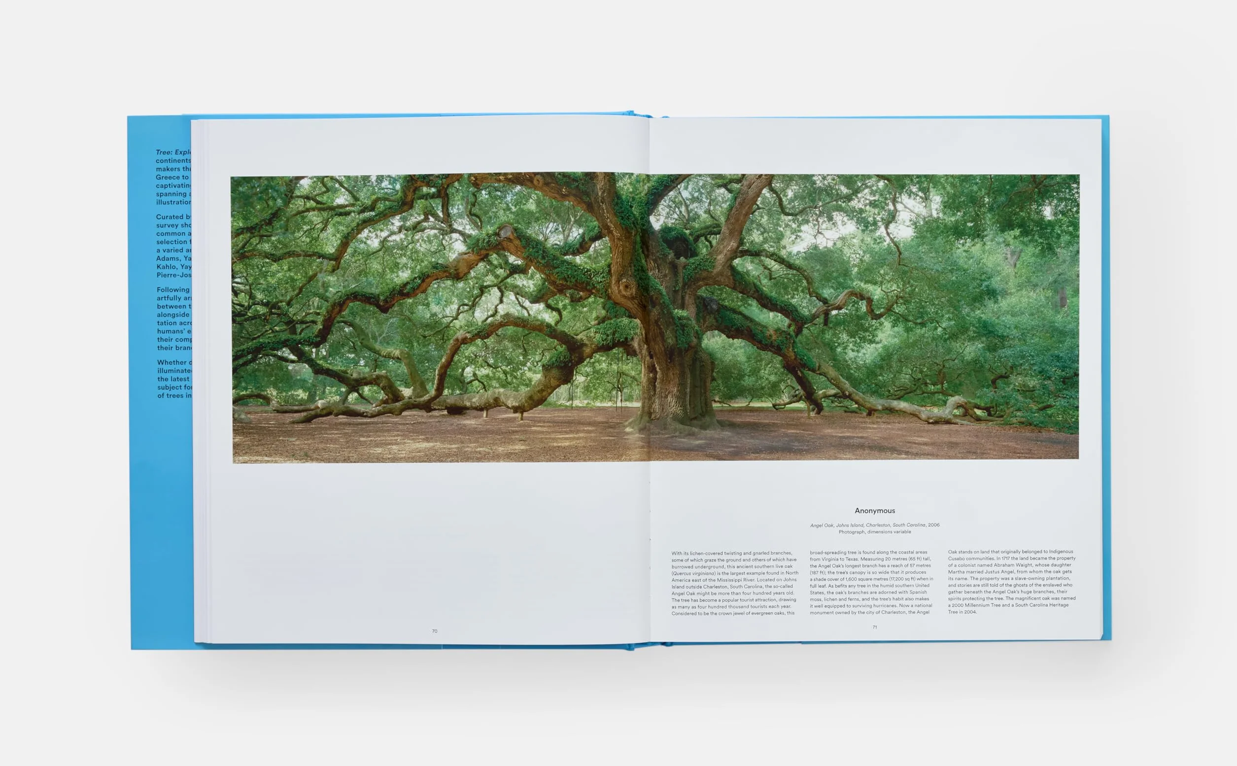 Tree: Exploring the Arboreal World