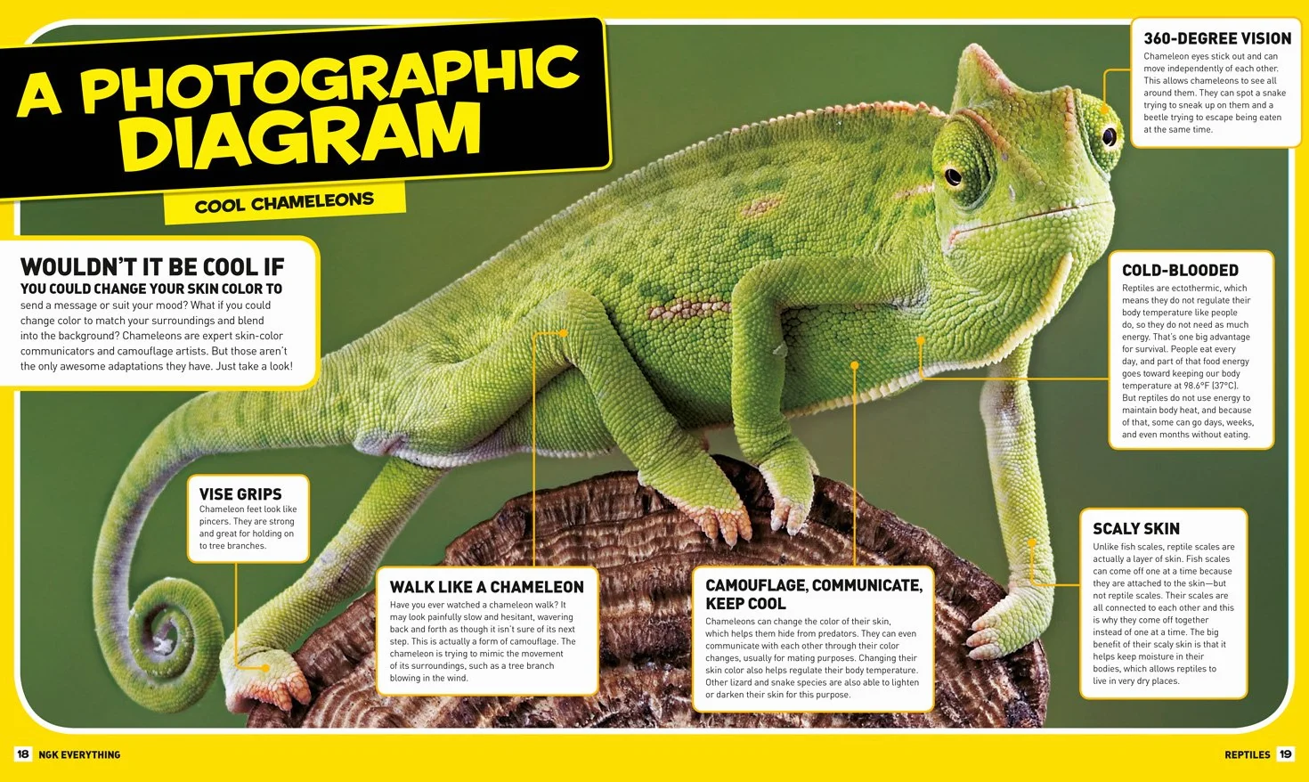 Everything Reptiles: Snap Up All the Photos, Facts, and Fun