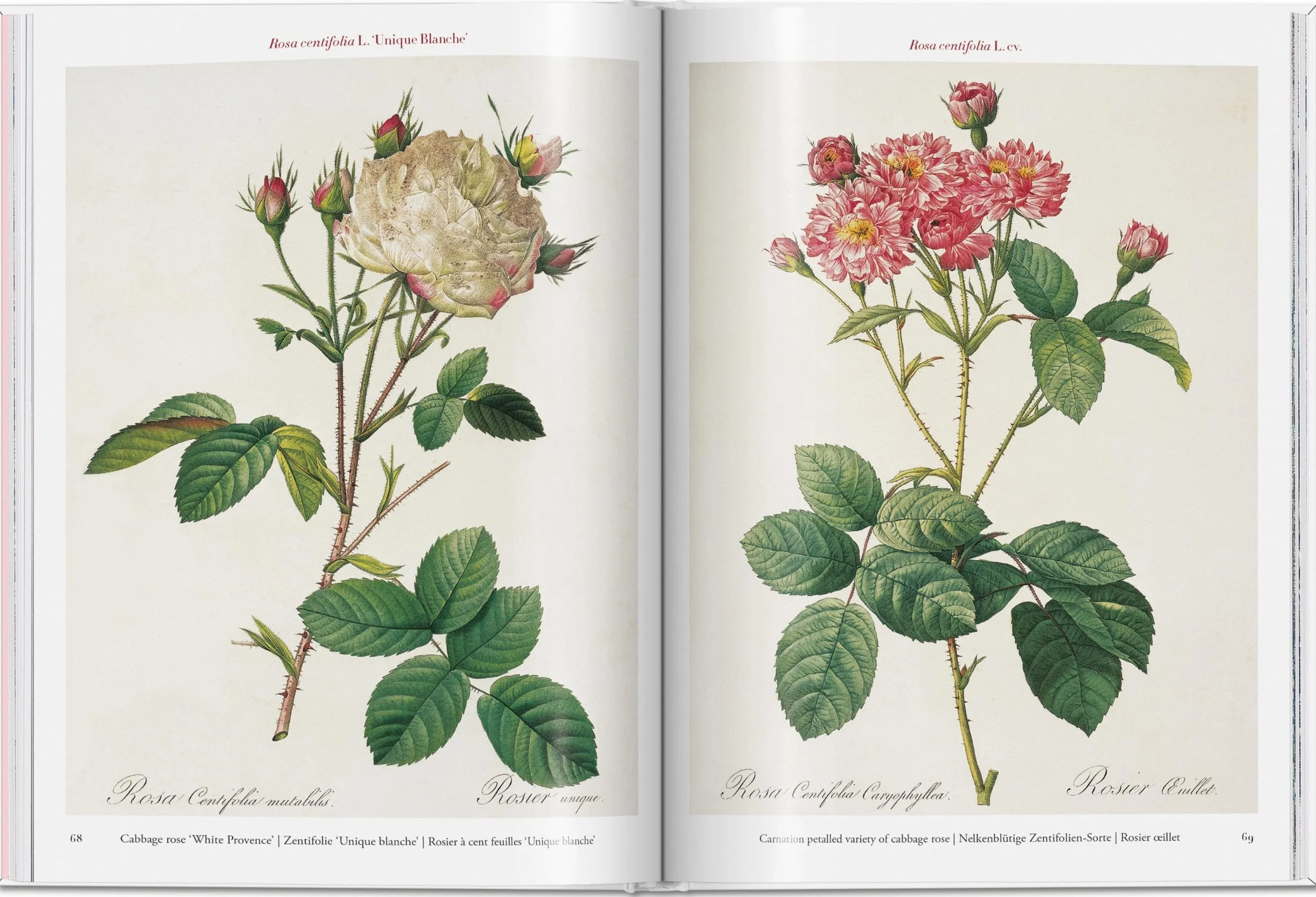 Roses: The Complete Plates 1817-1824