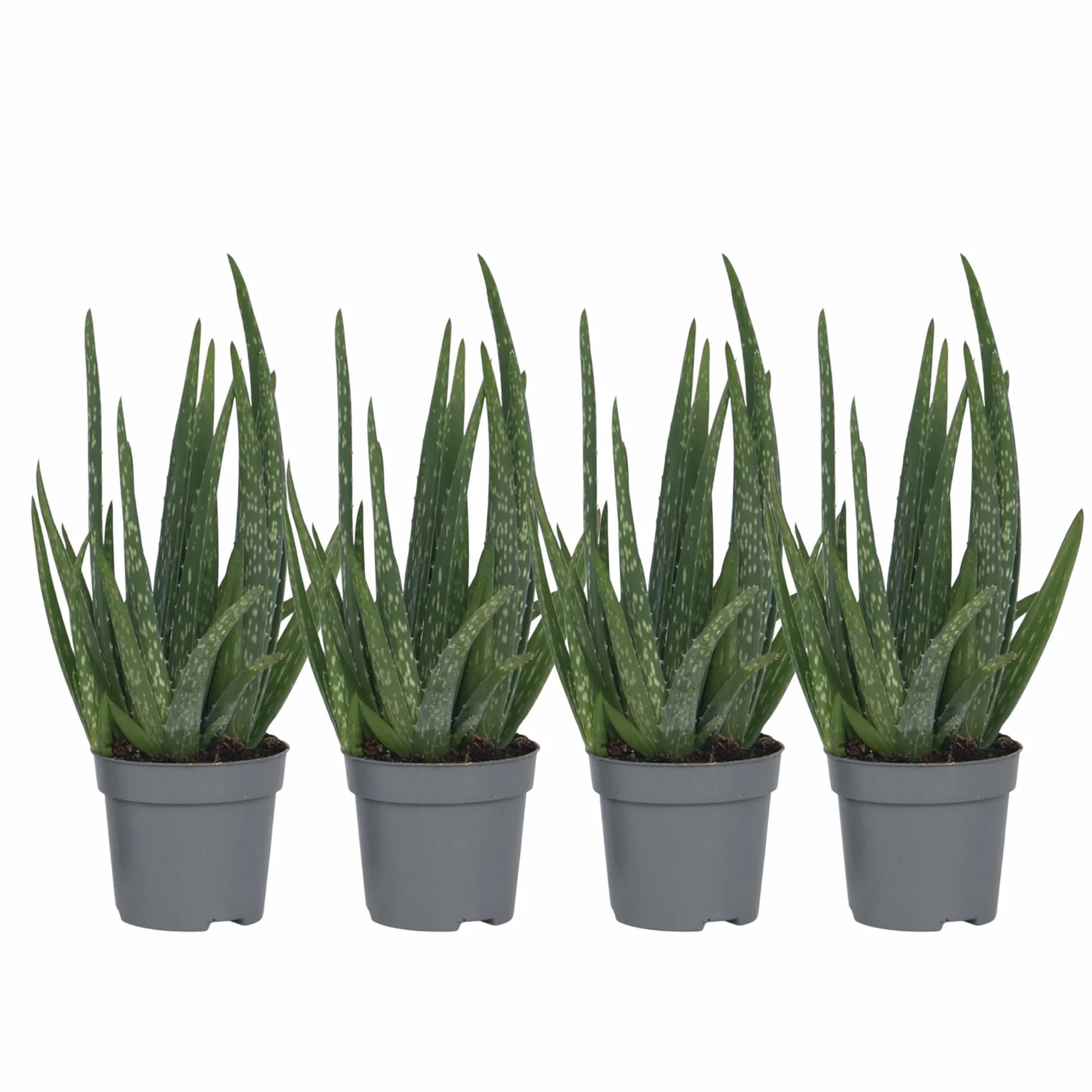 Plant in a Box - Aloes - Aloe Vera - Zestaw 4 sztuk - Doniczka 10cm - Wysokość 20-30cm