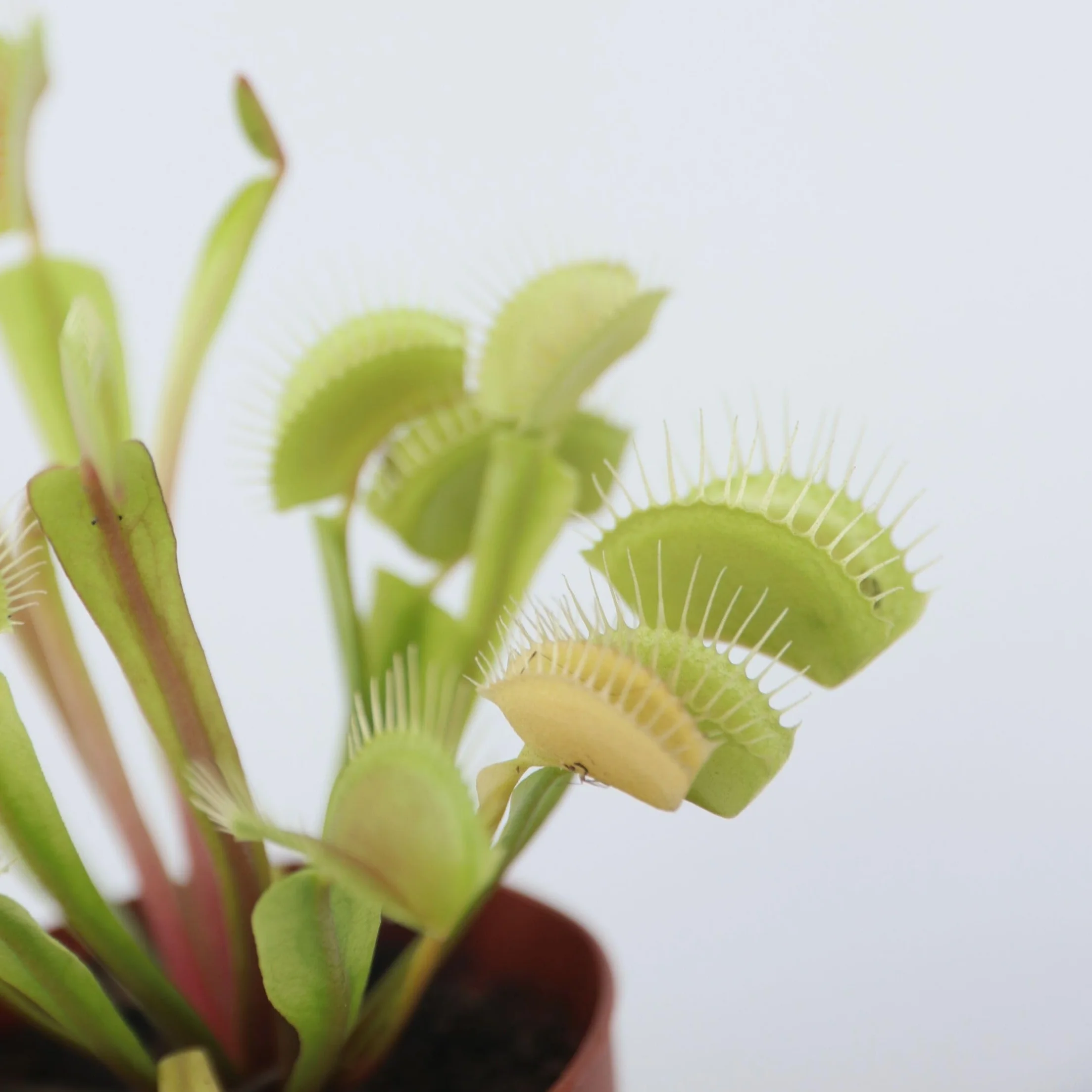 Plant in a Box - Muchołówka Amerykańska - Roślina mięsożerna - Dionea Muscipula - Zestaw 3 sztuk - Doniczka 5,5cm - Wysokość 5-10cm