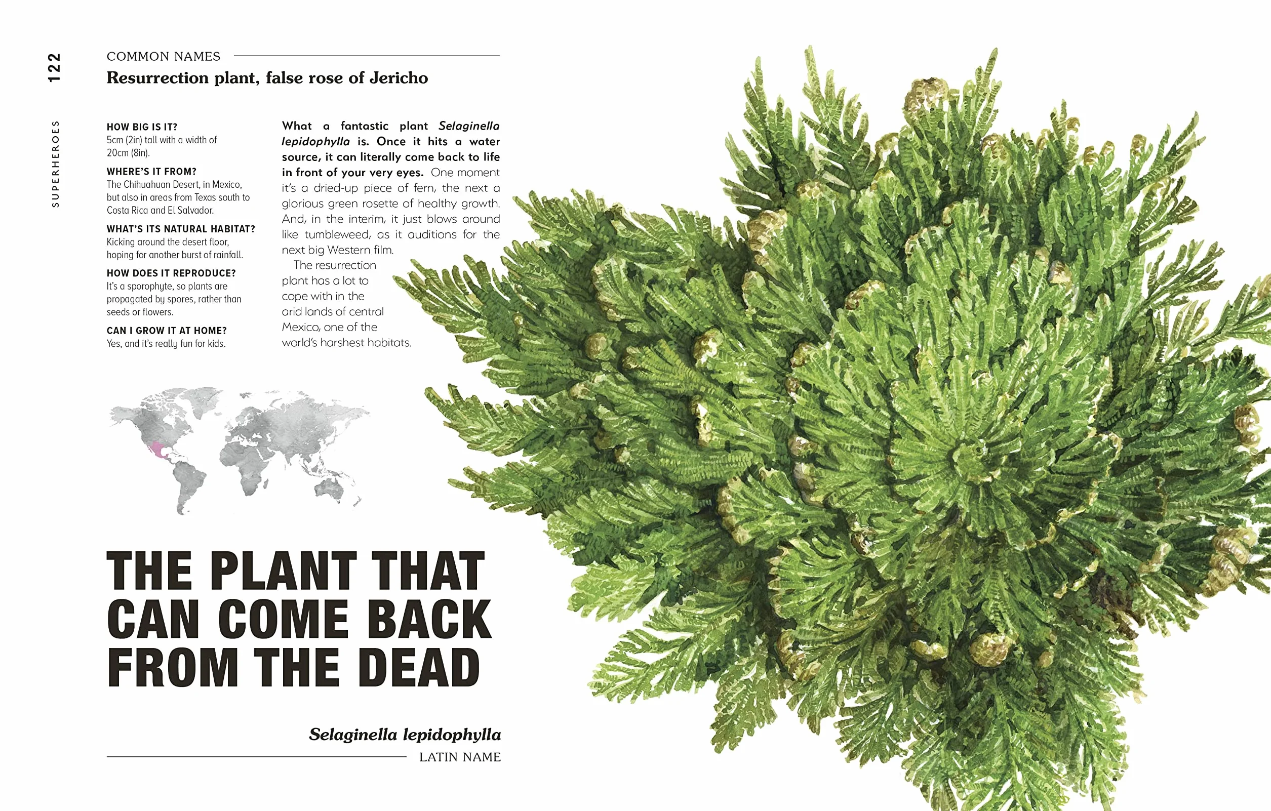 Hortus Curious: Discover the World's Most Weird and Wonderful Plants and Fungi