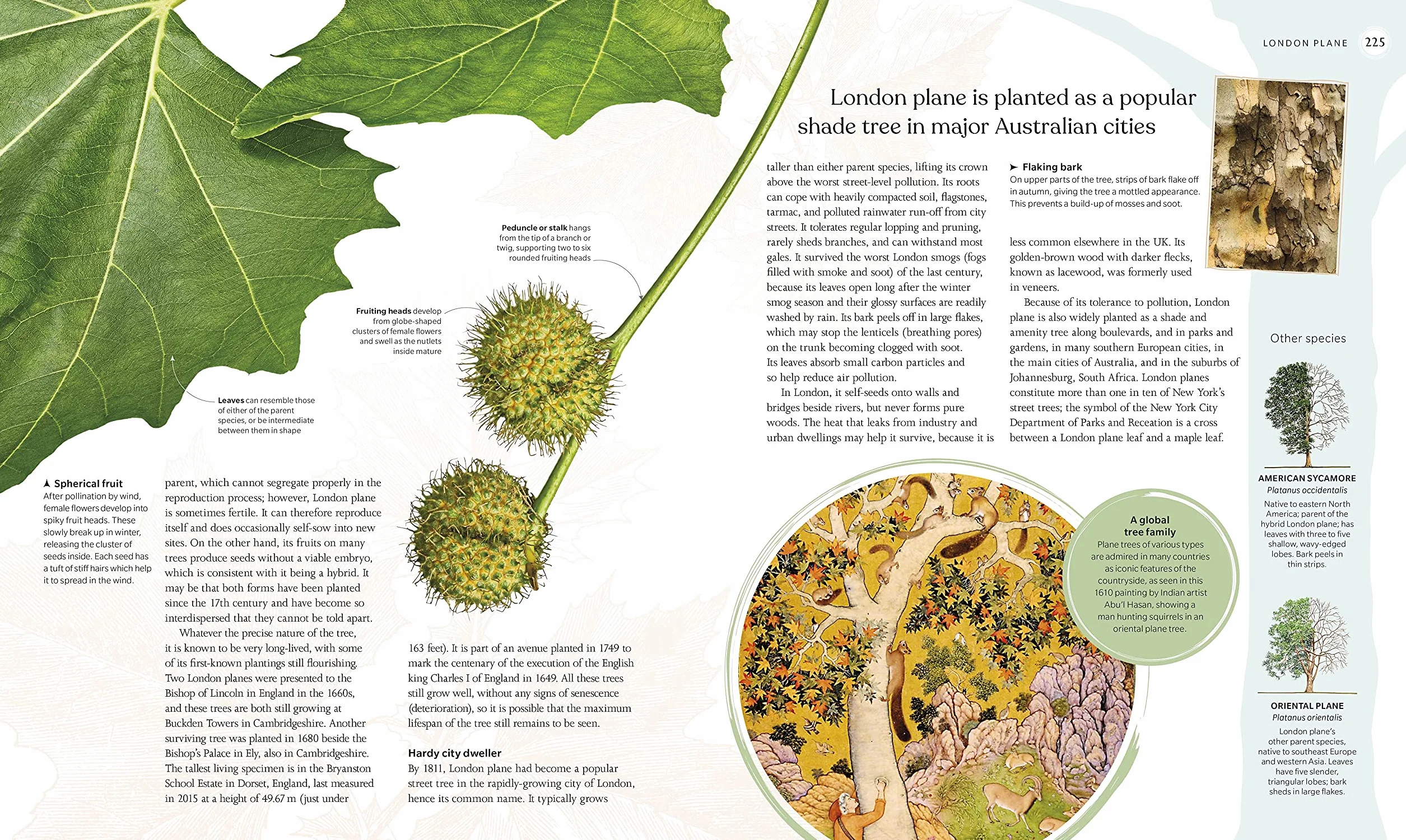 The Tree Book: The Stories, Science, and History of Trees