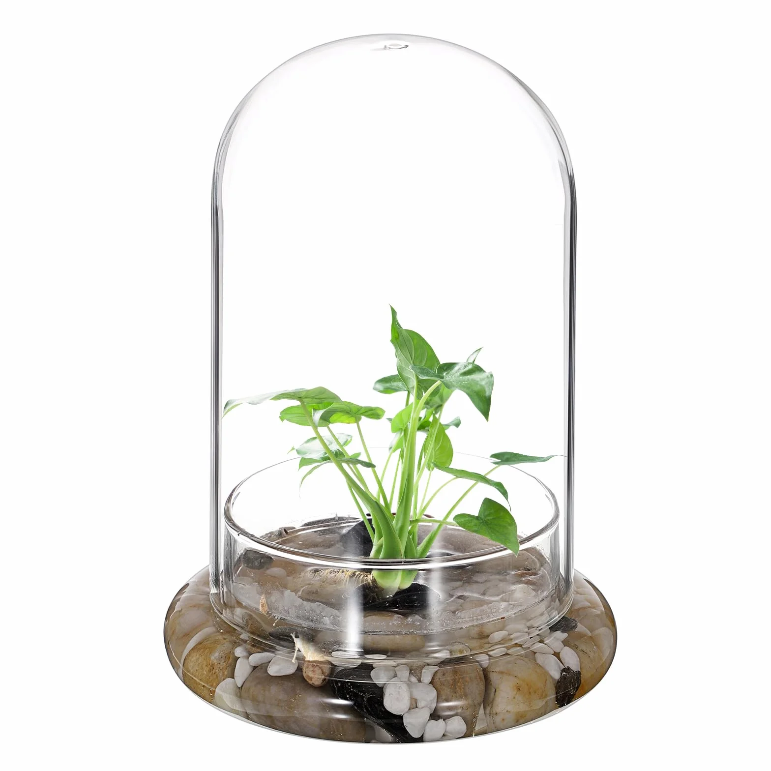 Mini terrarium na rośliny, szklana doniczka na sukulenty, przezroczysta szklana kopuła z otworem wentylacyjnym 3 mm, dekoracyjny szklany dzwonek ze szklanym dnem, dekoracja stołu, prezent do