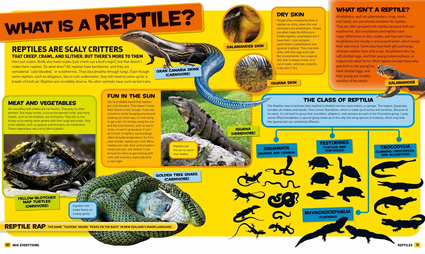 Everything Reptiles: Snap Up All the Photos, Facts, and Fun