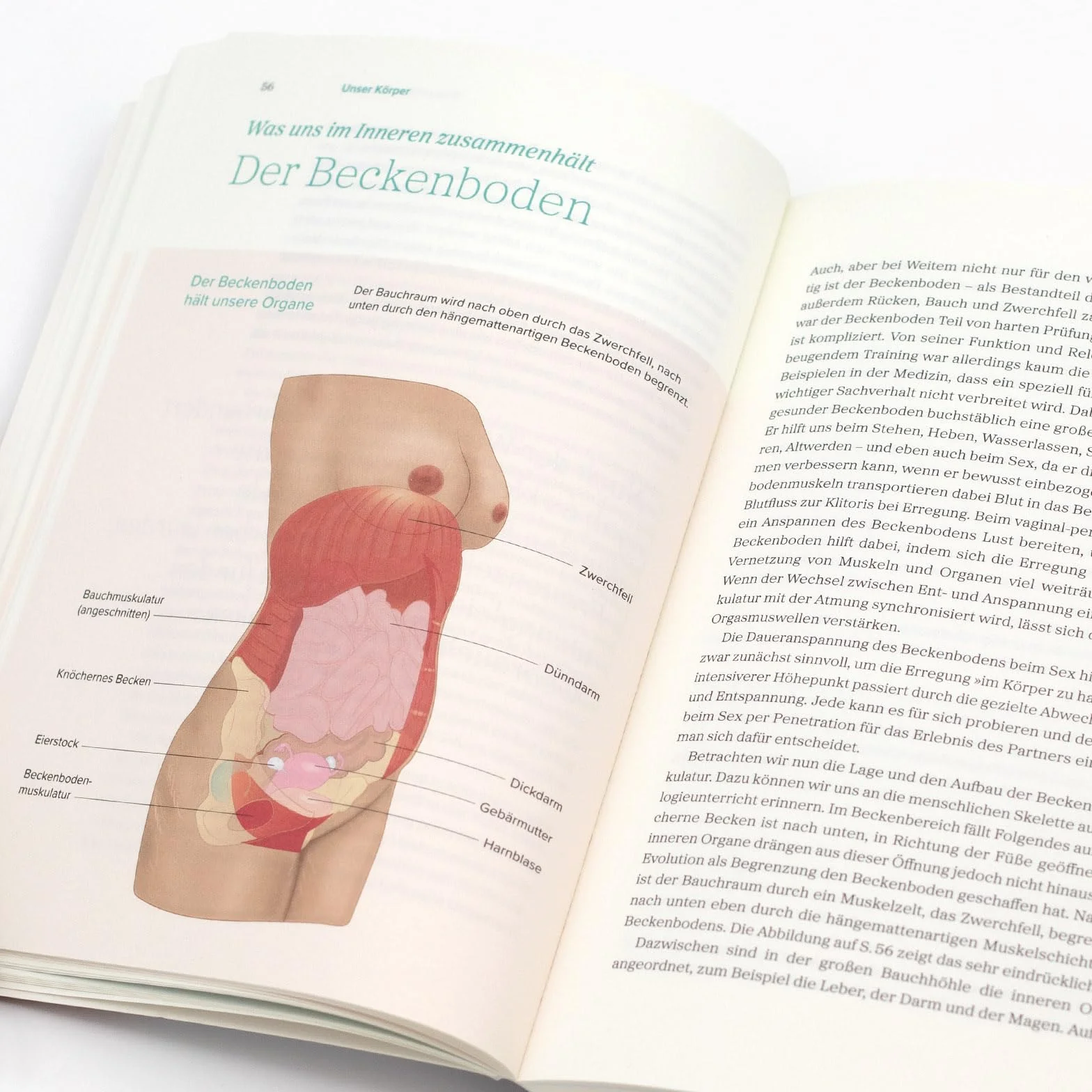 Das große Gynbuch: Selbstbewusst für den eigenen Körper entscheiden. Sex, Zyklus, Wechseljahre aus weiblicher Sicht neu verstehen. Krankheiten erkennen und therapieren | Aktualisierte Neuausgabe