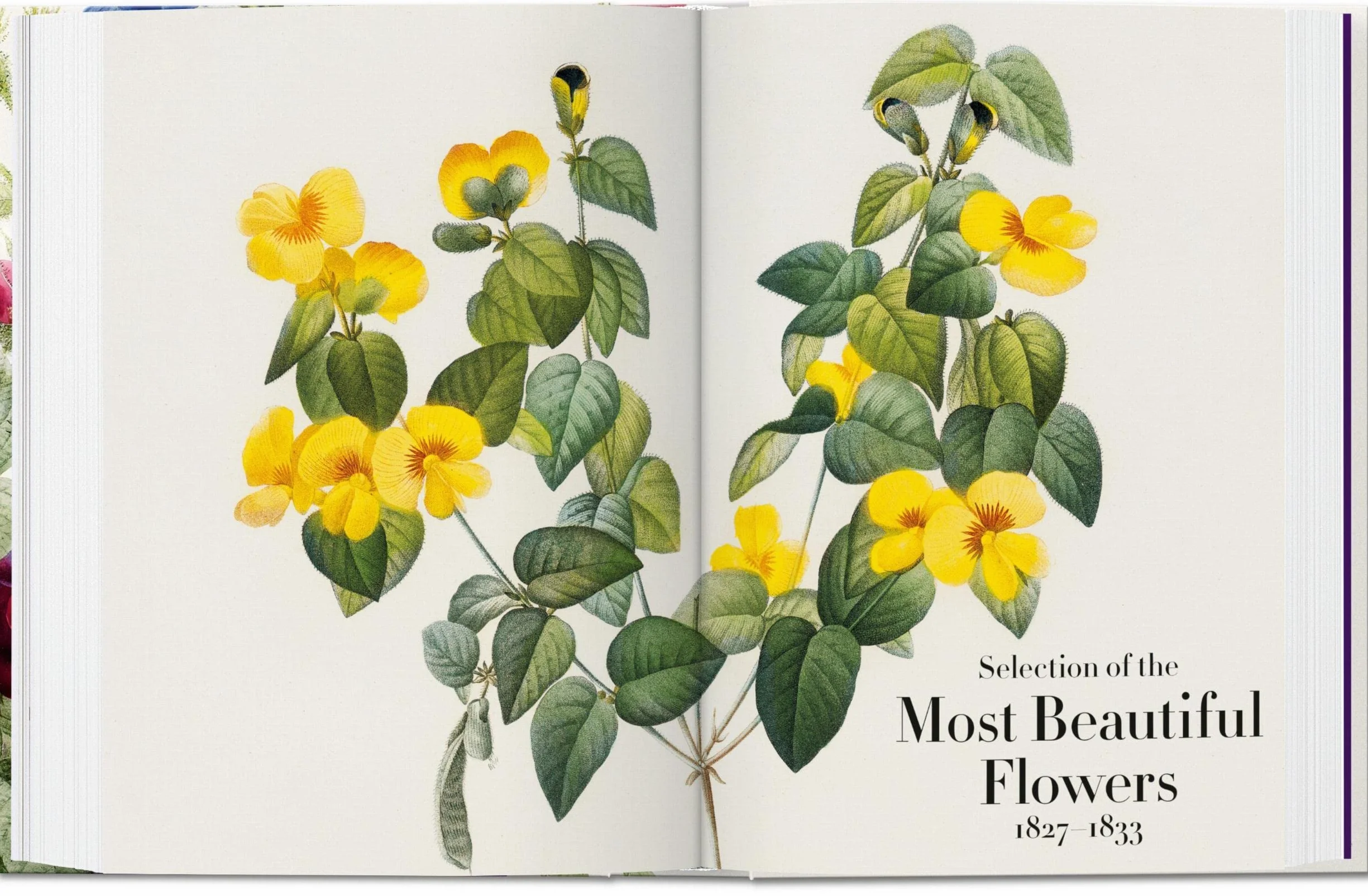 Le livre des fleurs: The Book of Flowers. 45th Ed.