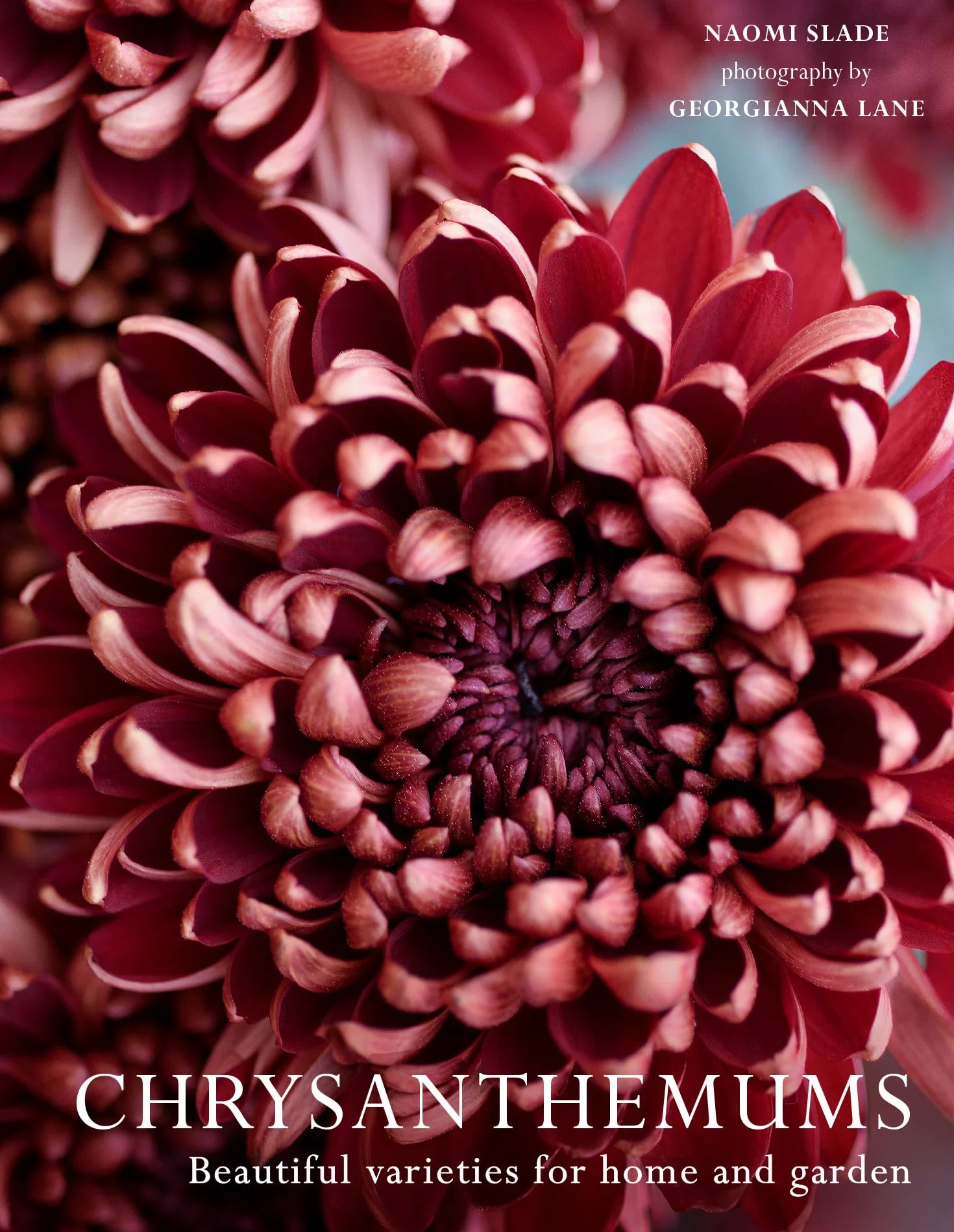 Chrysanthemums: The ultimate guide for growing and cutting flower varieties for the home and garden