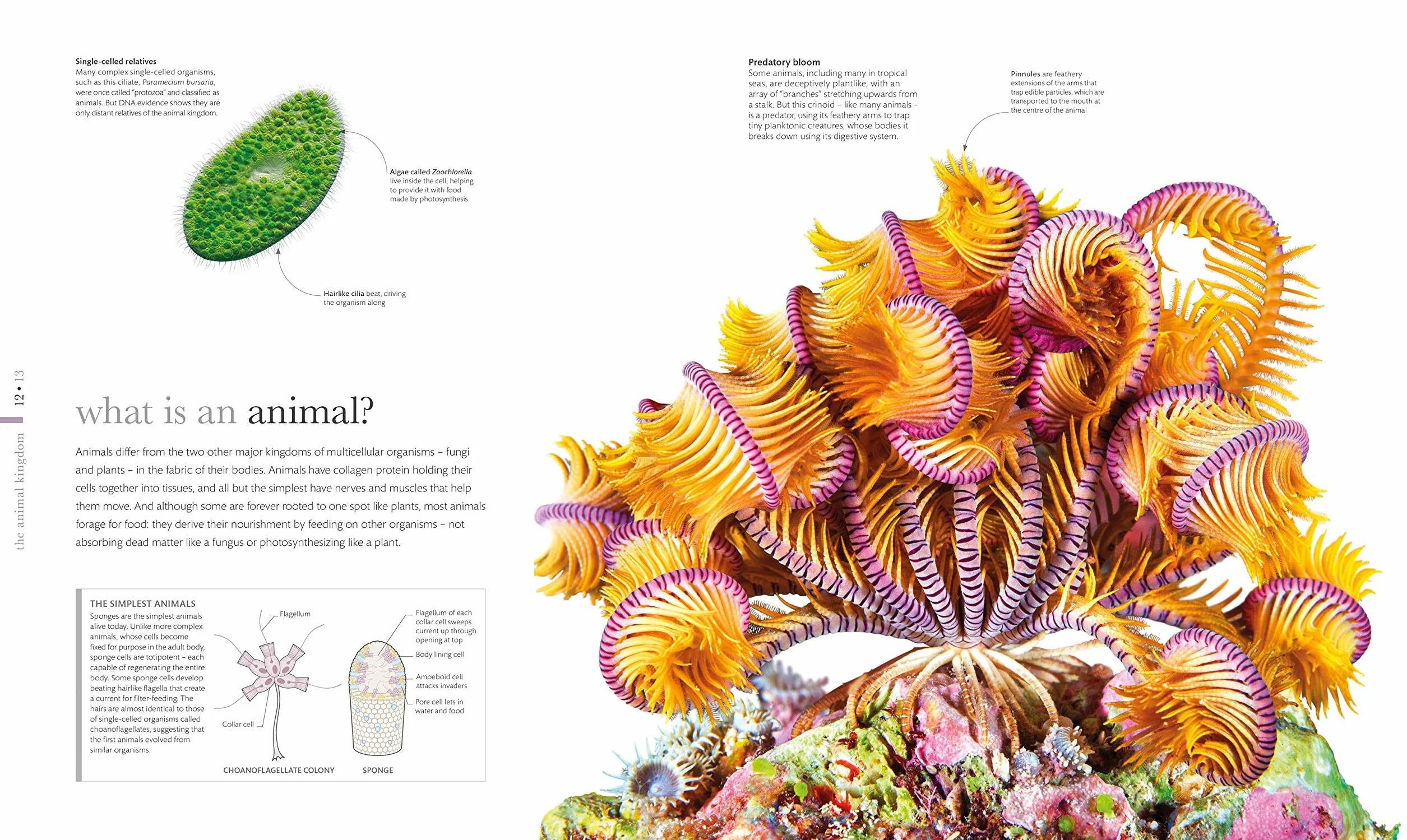The Science of Animals: Inside their Secret World