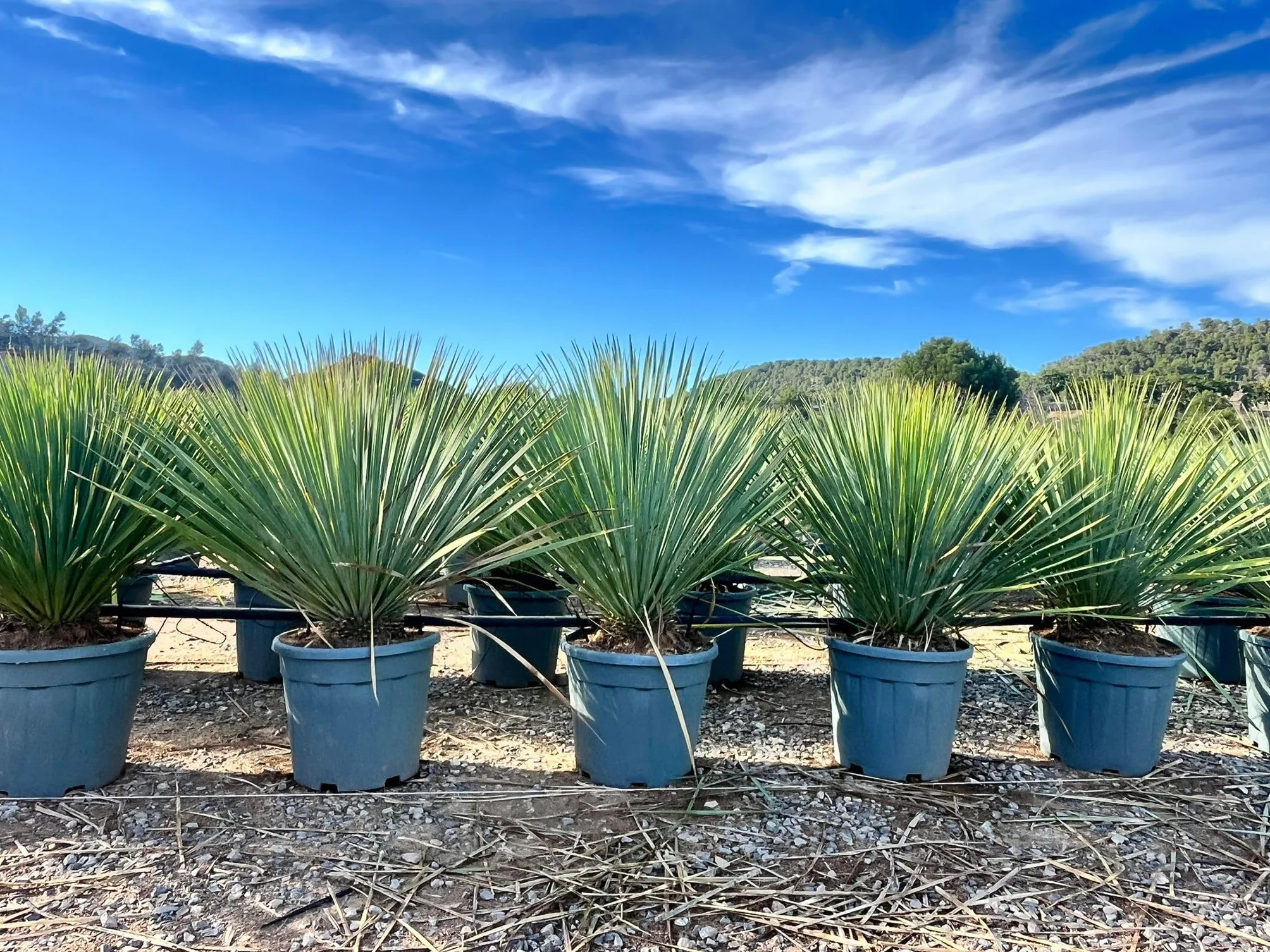 Sunny Tree - Yucca Rostrata Blue - Palmlellie – 100 cm - Roślina odporna na temperaturę do -20°C - idealna do ogrodu i na taras