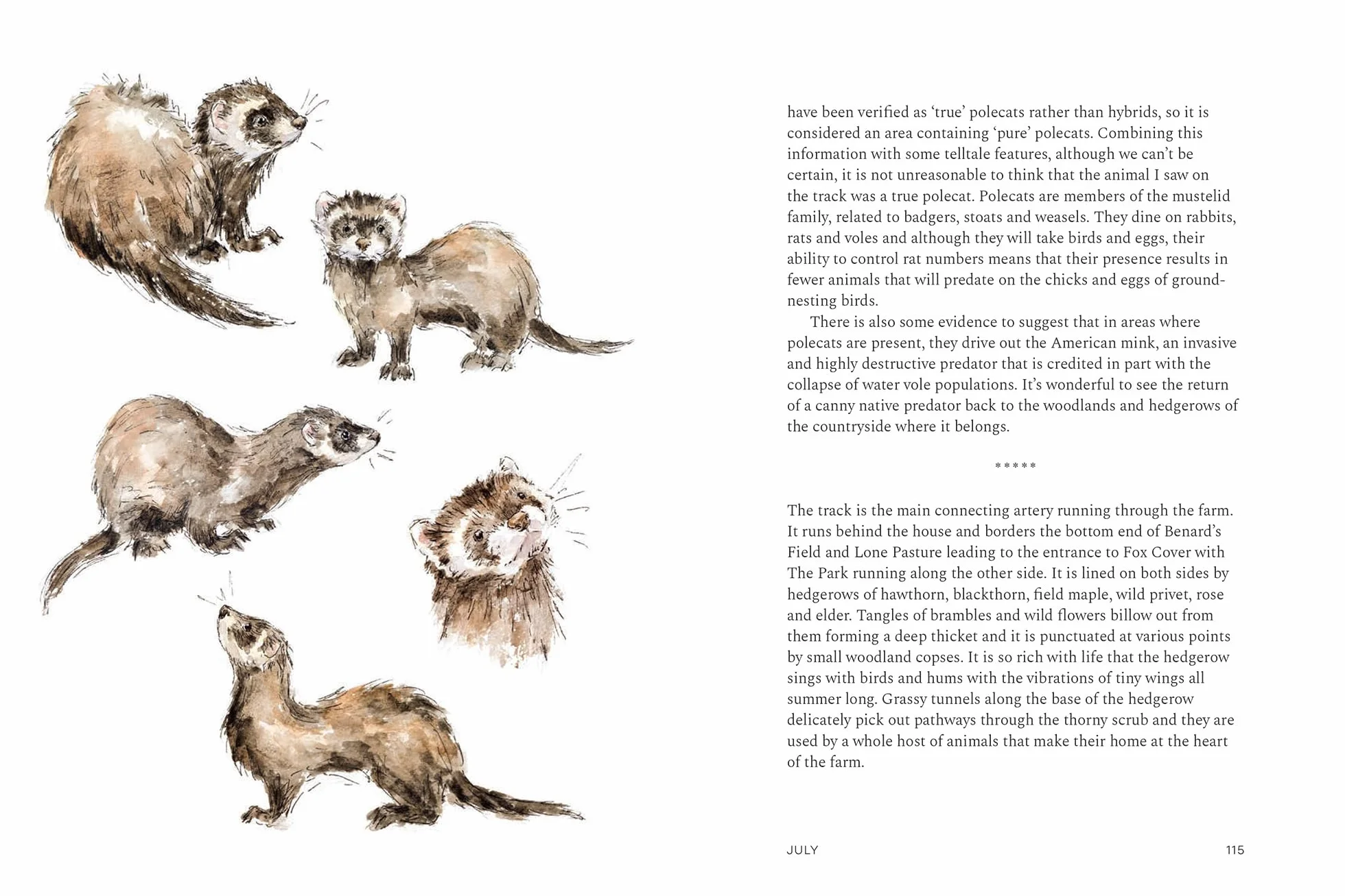 A Wilding Year: Bringing Life Back to the Land