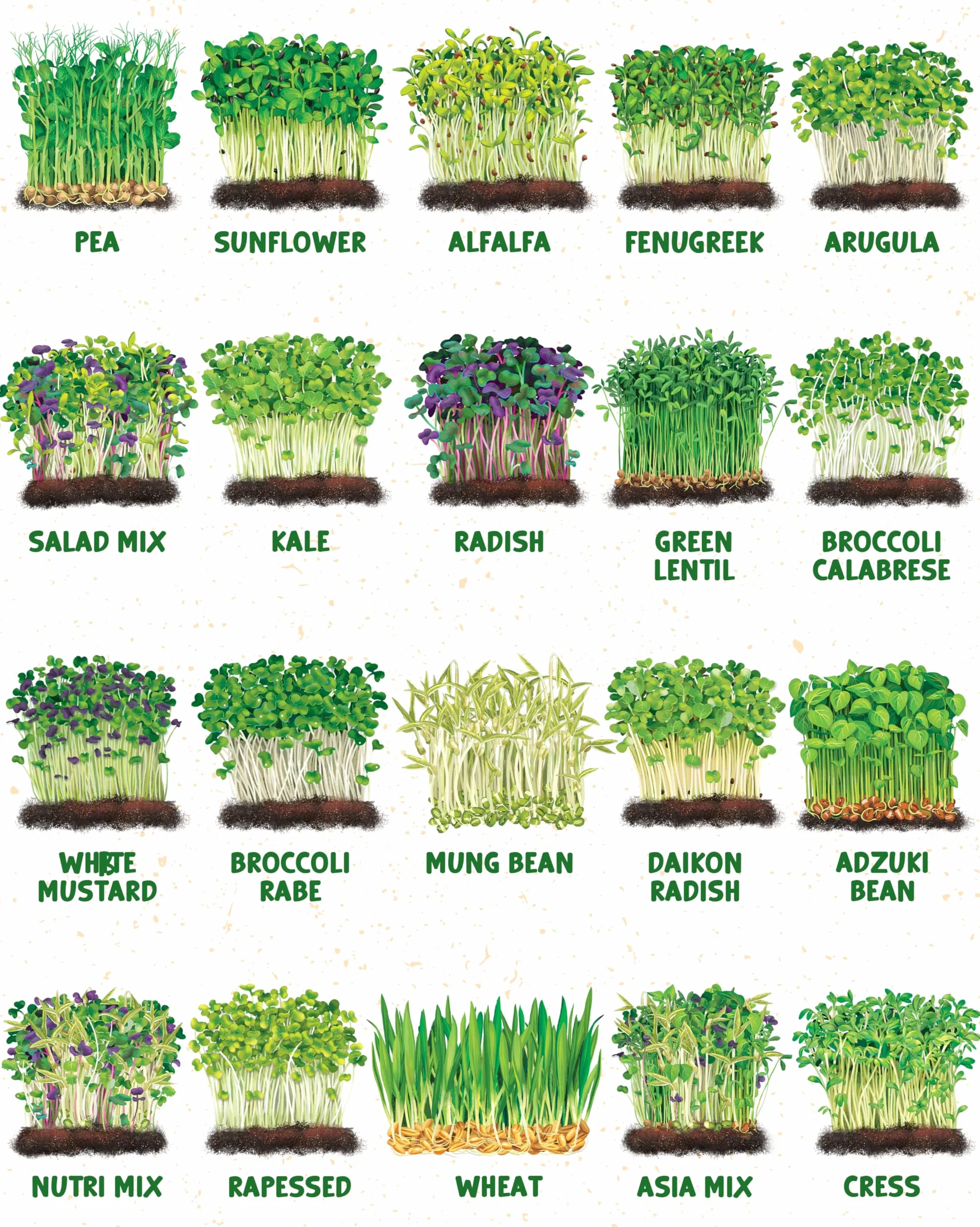 ZenGreens® - Organiczne Kiełki & Microgreens Zestaw Nasion - 20szt
