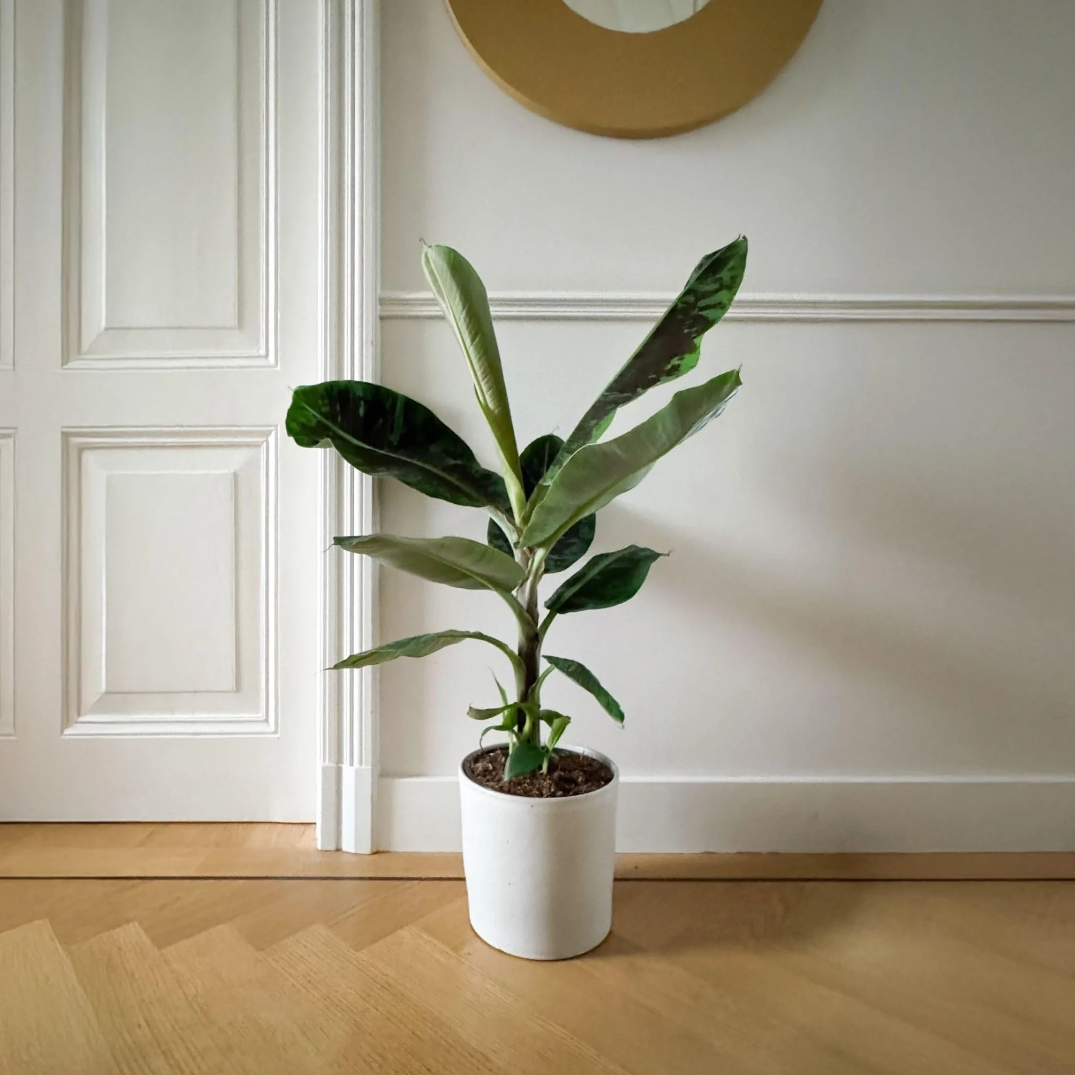 Plant in a Box - Musa 'Darf Cavendish' - Bananowiec - Doniczka 21cm - Wysokość 90-100cm